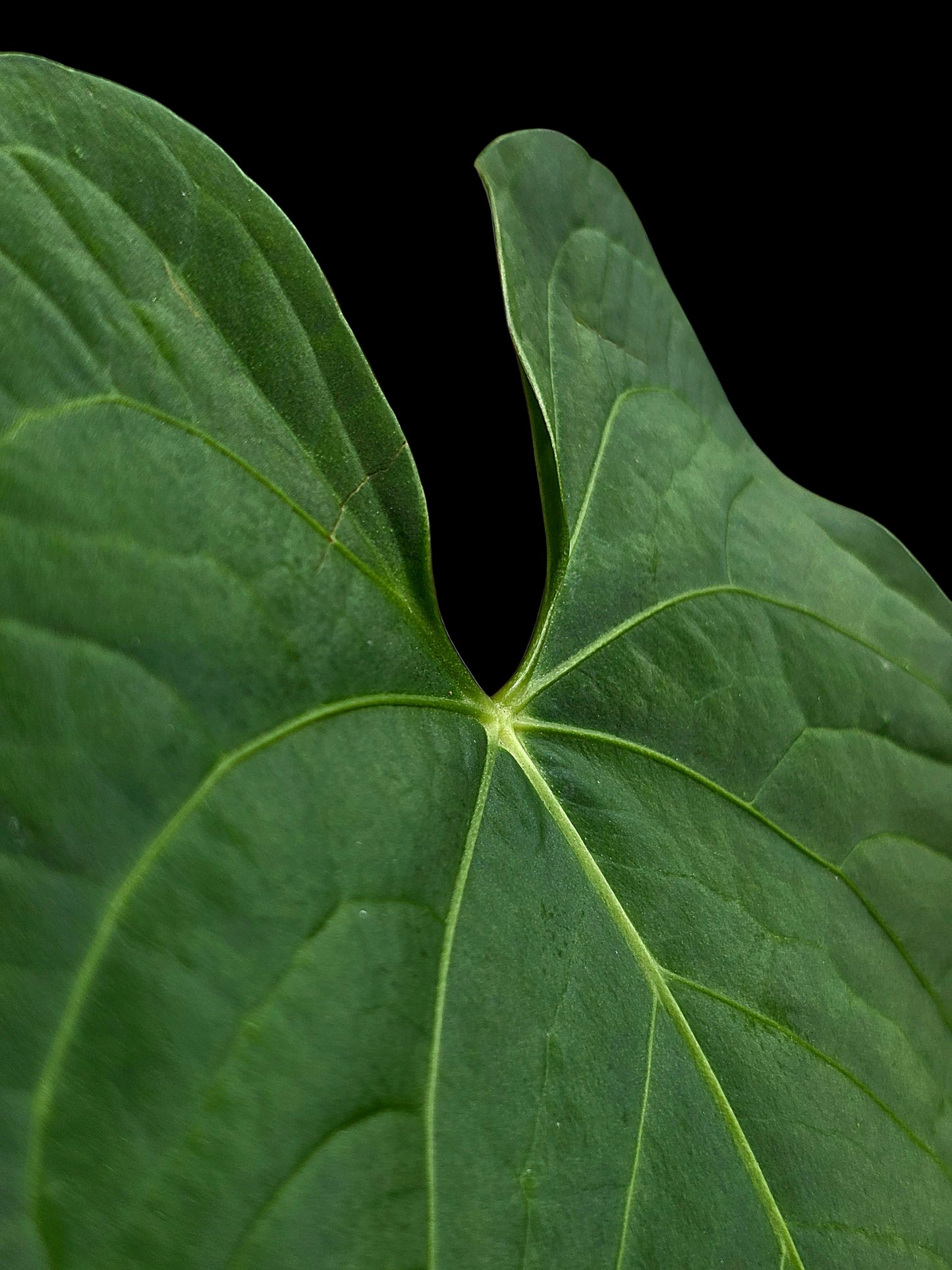 Anthurium sp. "Tarapoto Velvet" Wild Ecotype (EXACT PLANT)
