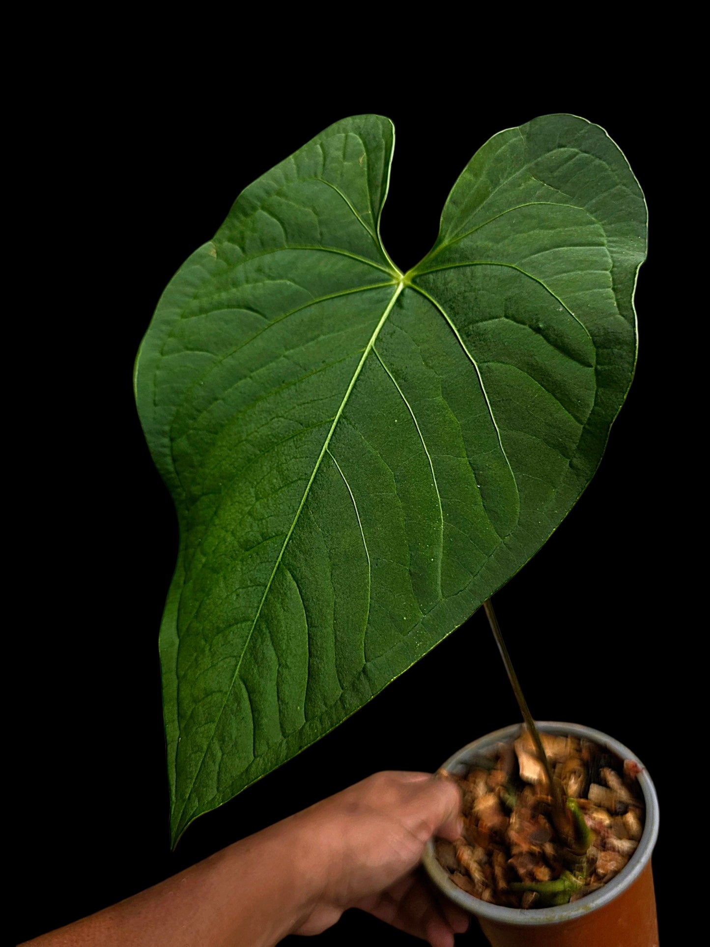 Anthurium sp. "Tarapoto Velvet" Wild Ecotype (EXACT PLANT)
