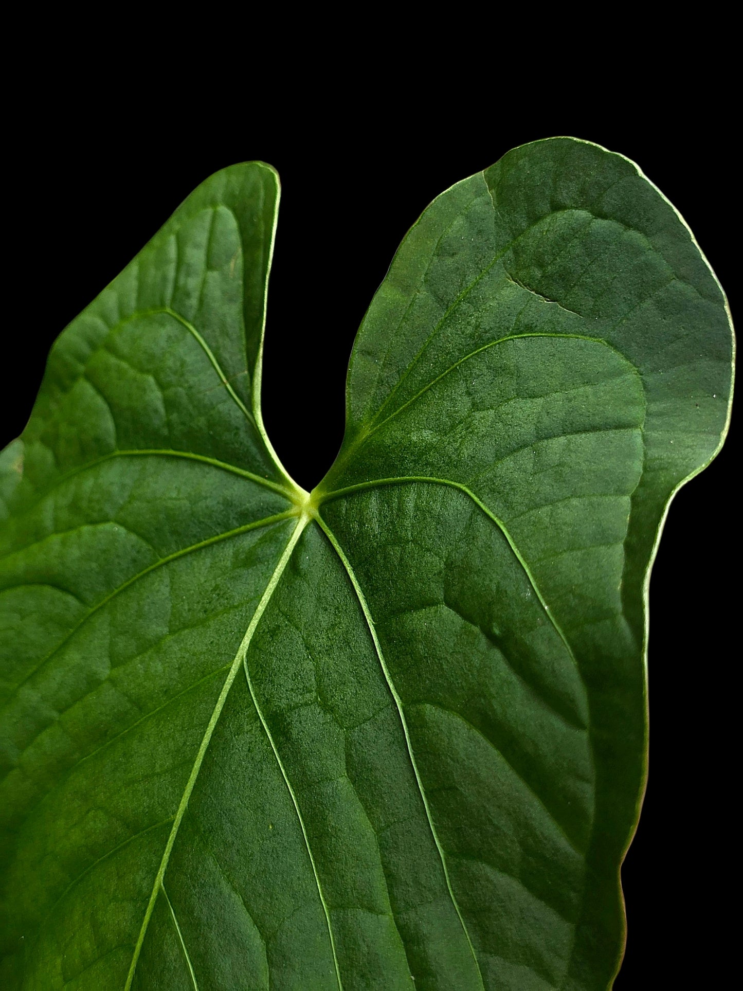 Anthurium sp. "Tarapoto Velvet" Wild Ecotype (EXACT PLANT)