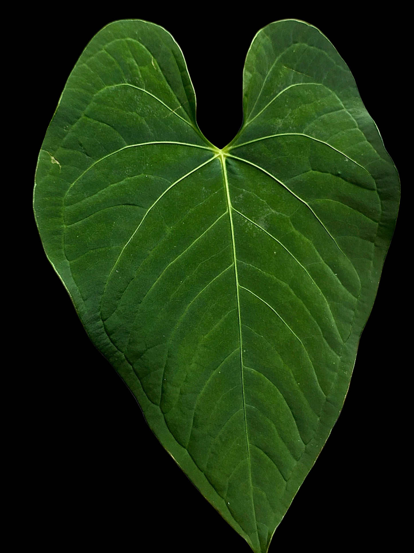 Anthurium sp. "Tarapoto Velvet" Wild Ecotype (EXACT PLANT)