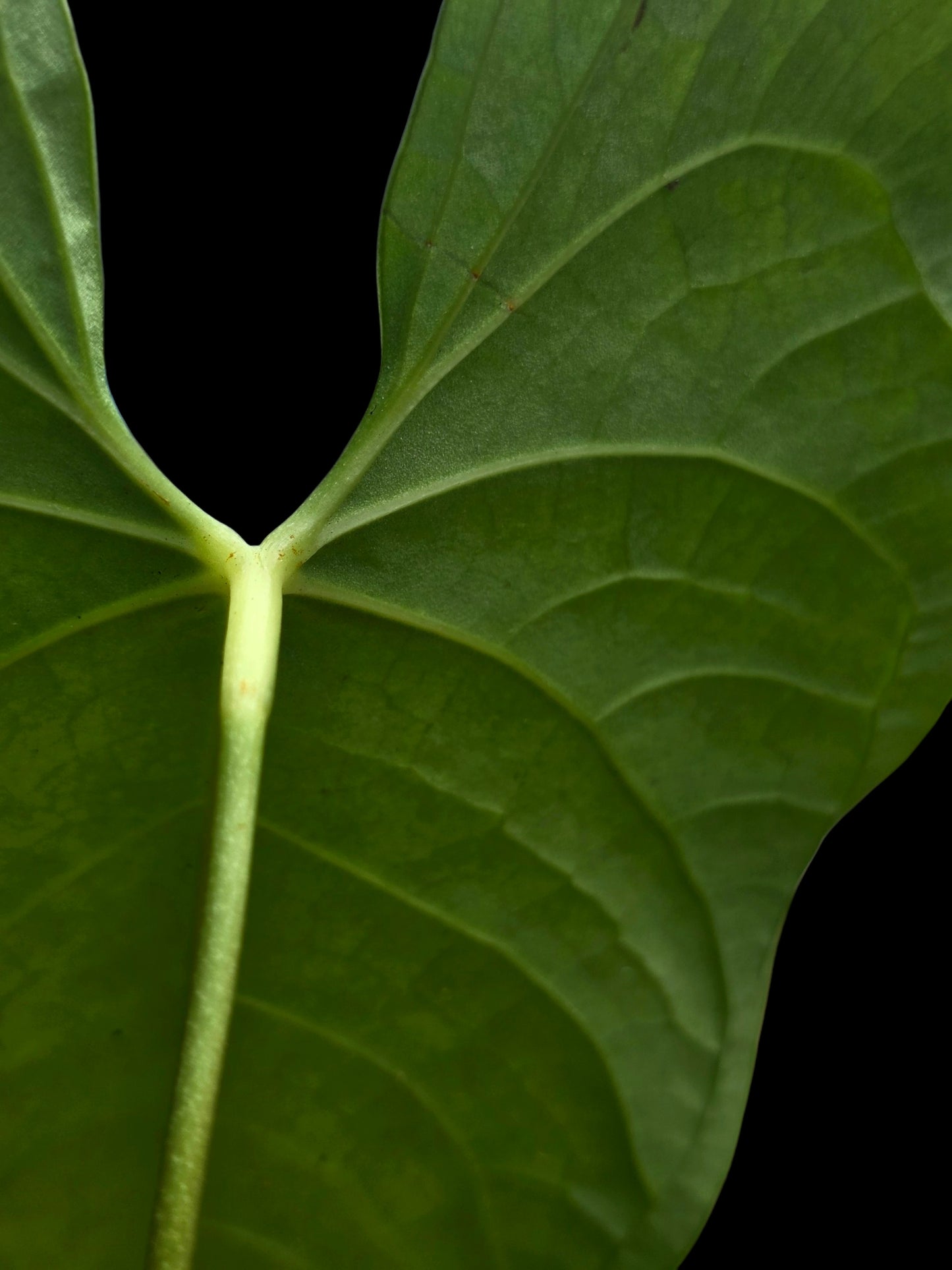 Anthurium sp. "Tarapoto Velvet" Wild Ecotype (EXACT PLANT)