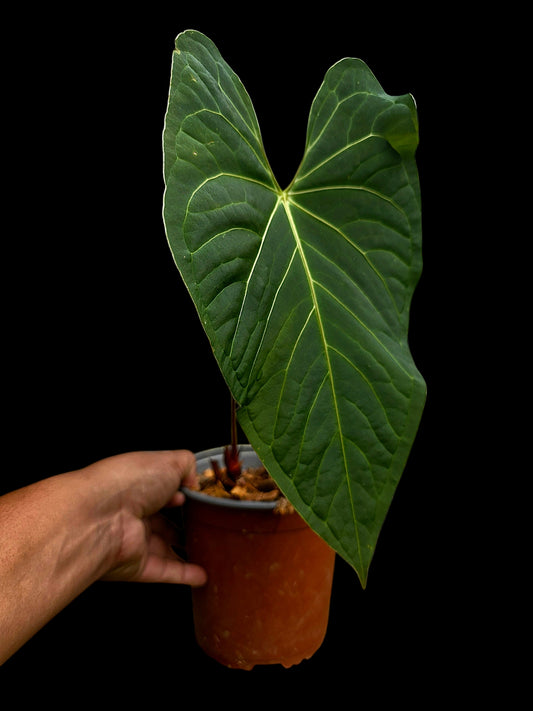 Anthurium sp. "Tarapoto Velvet" White Veins Special Phenotype (EXACT PLANT)