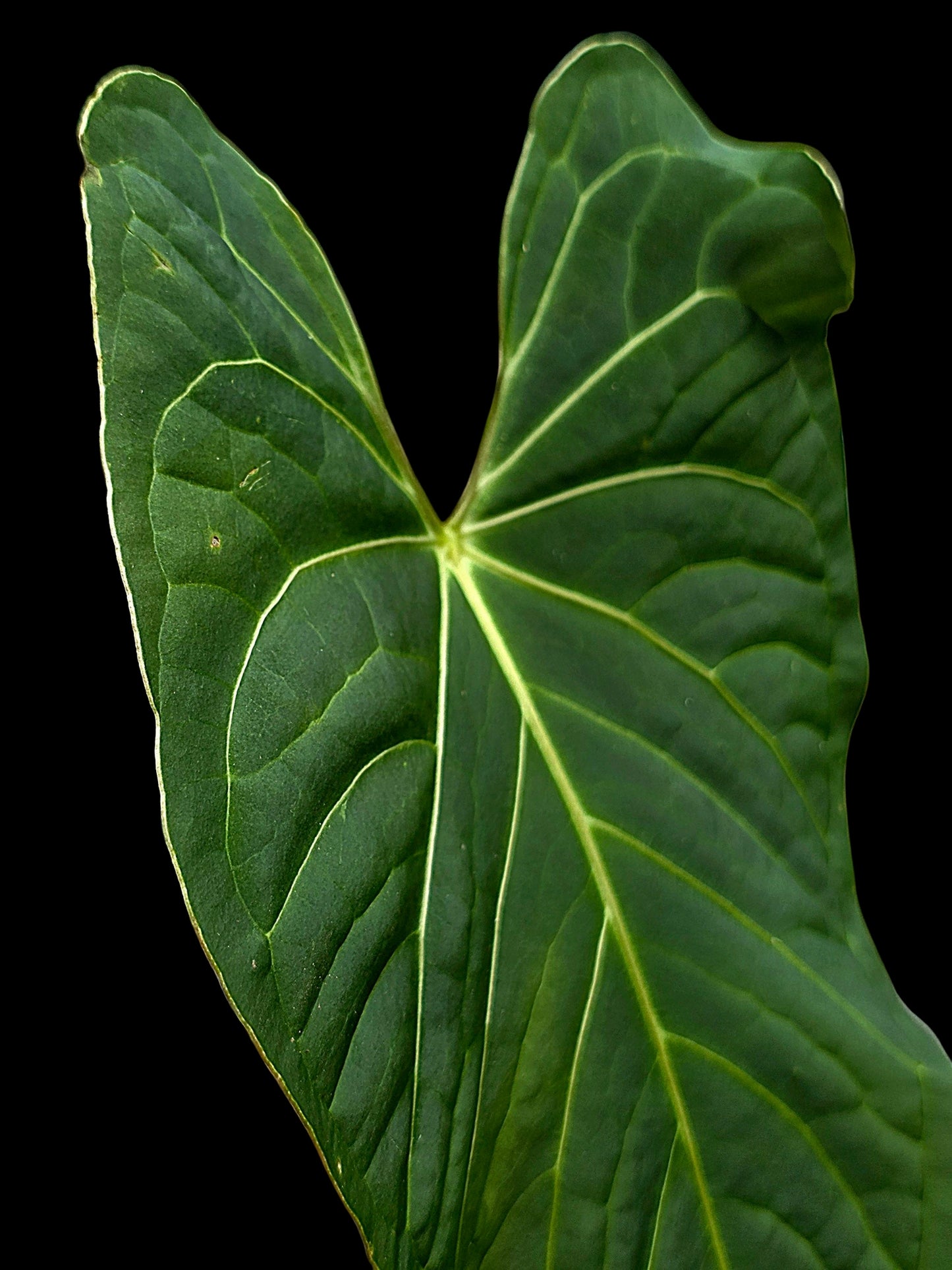 Anthurium sp. "Tarapoto Velvet" White Veins Special Phenotype (EXACT PLANT)