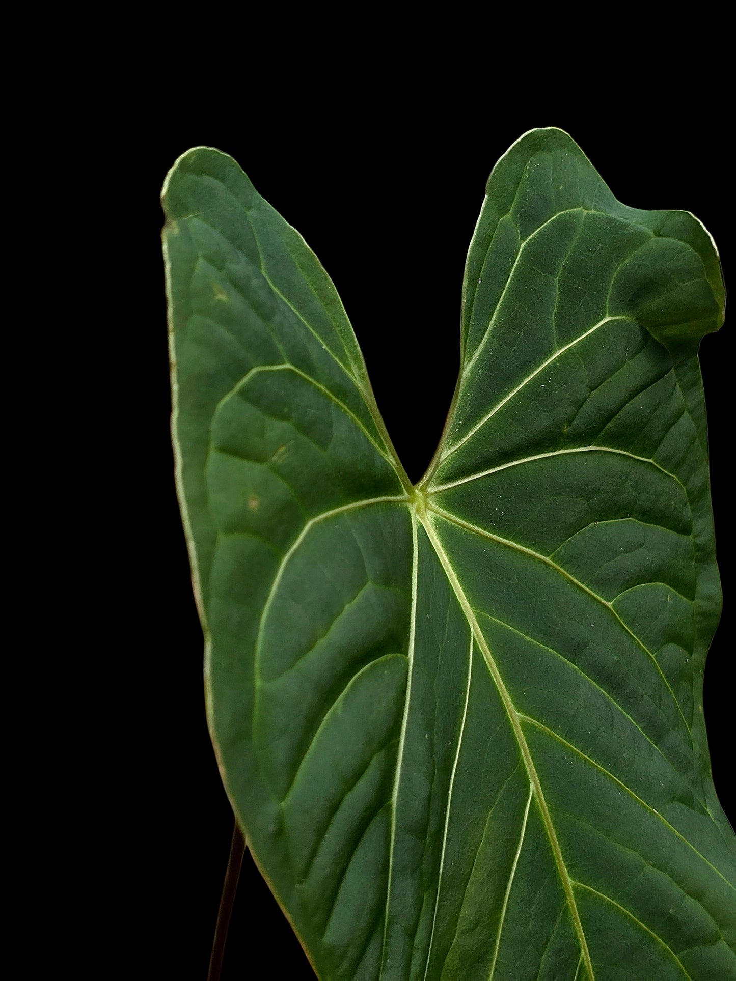 Anthurium sp. "Tarapoto Velvet" White Veins Special Phenotype (EXACT PLANT)