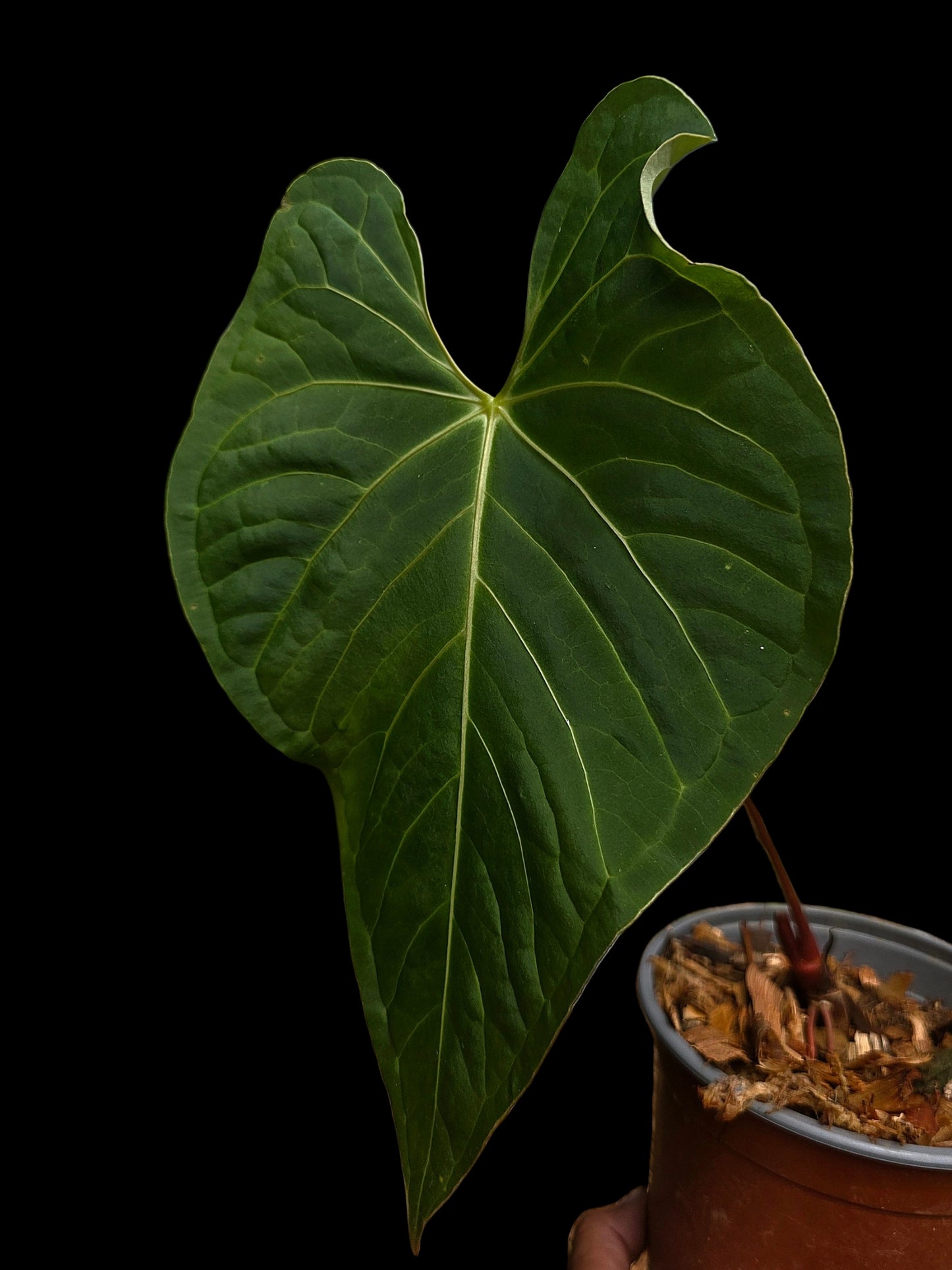 Anthurium sp. "Tarapoto Velvet" White Veins Special Phenotype (EXACT PLANT)