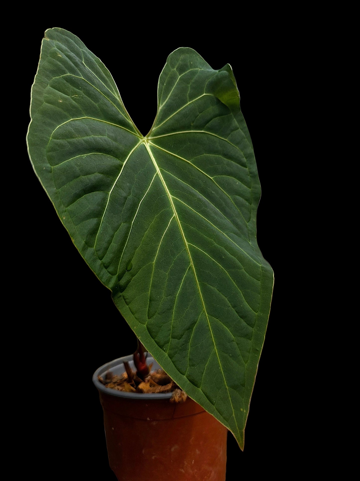 Anthurium sp. "Tarapoto Velvet" White Veins Special Phenotype (EXACT PLANT)