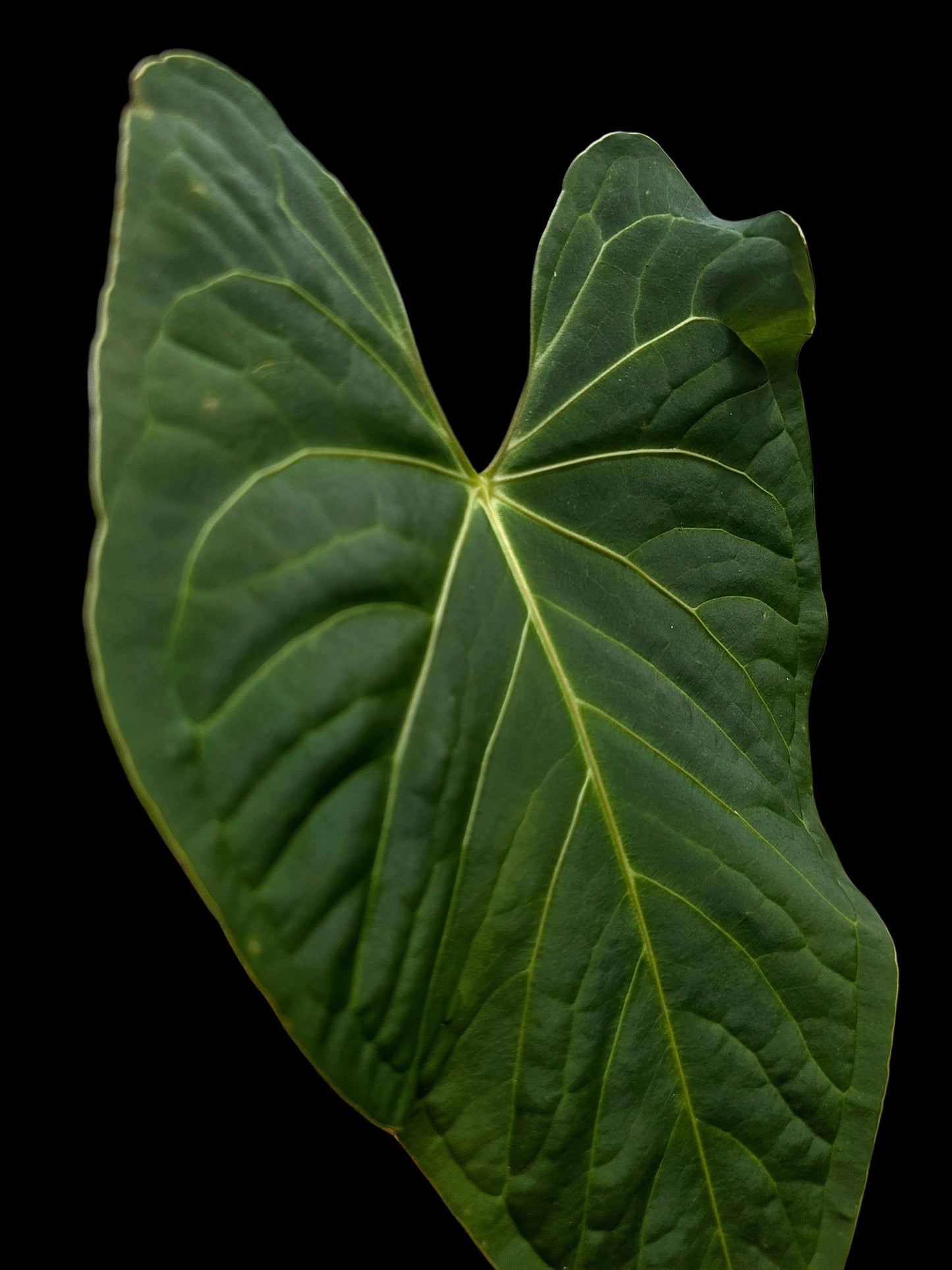 Anthurium sp. "Tarapoto Velvet" White Veins Special Phenotype (EXACT PLANT)