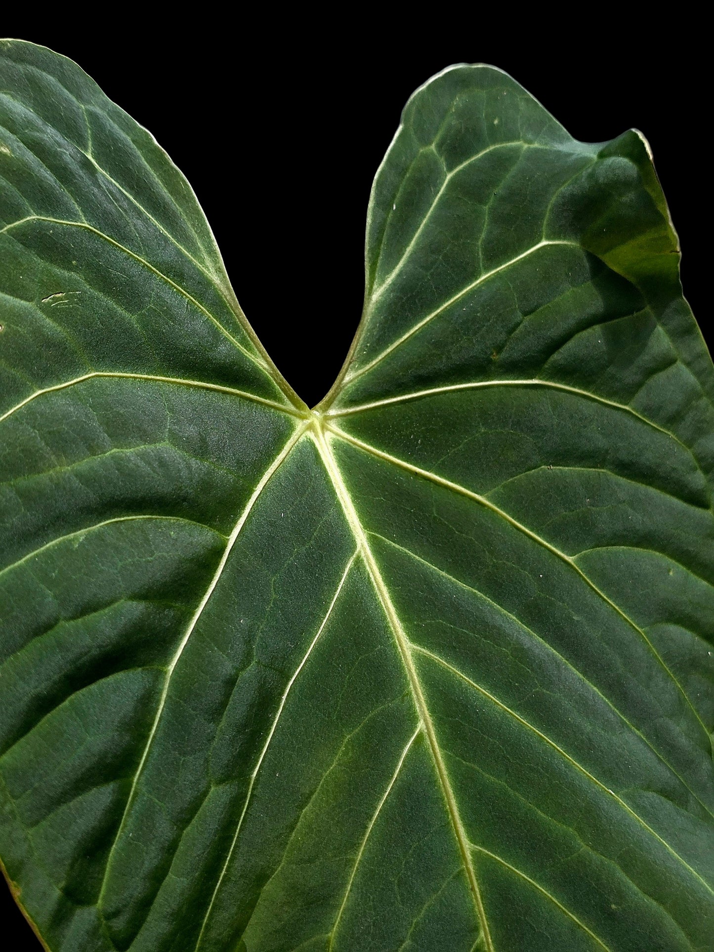 Anthurium sp. "Tarapoto Velvet" White Veins Special Phenotype (EXACT PLANT)