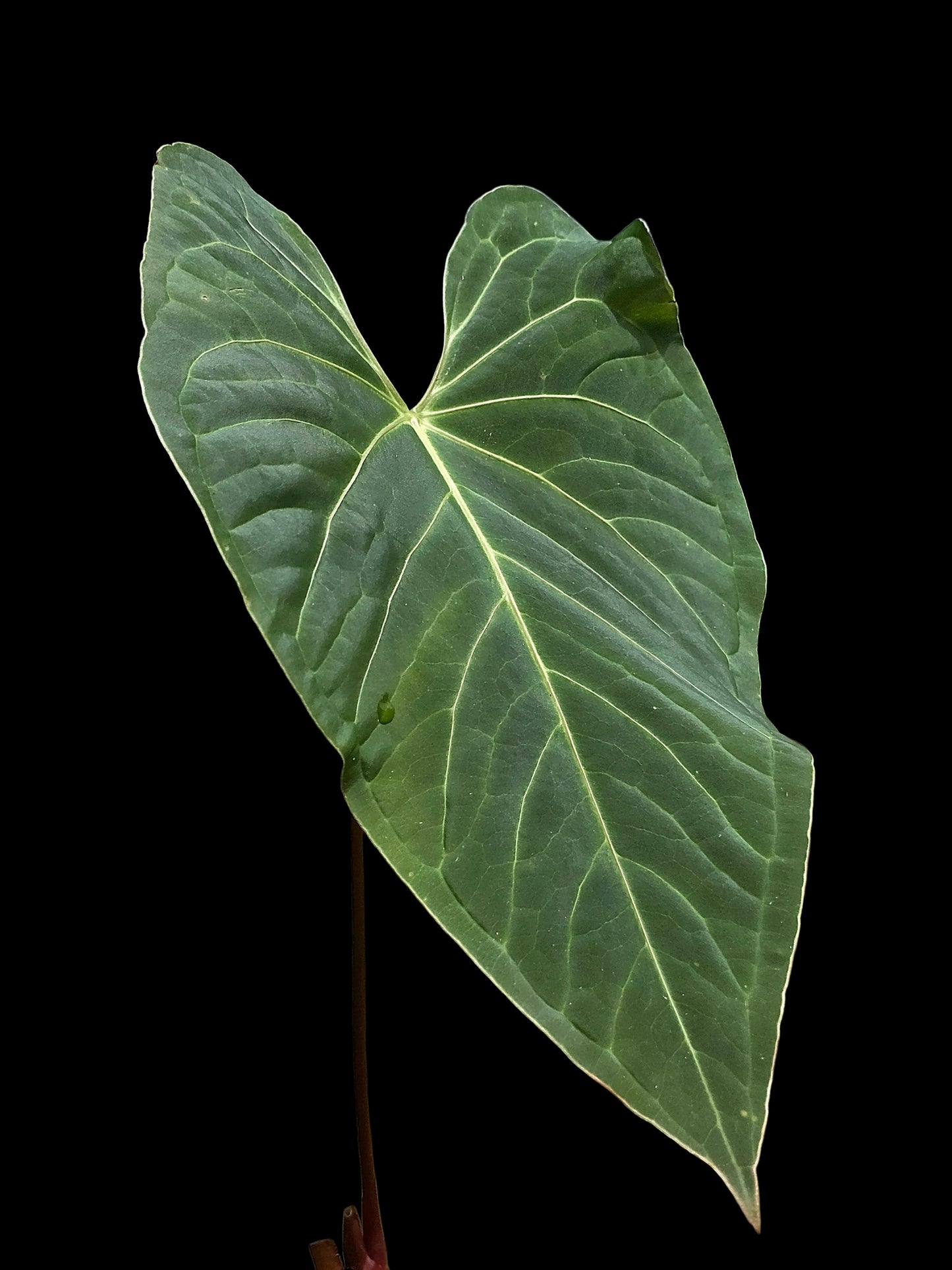 Anthurium sp. "Tarapoto Velvet" White Veins Special Phenotype (EXACT PLANT)