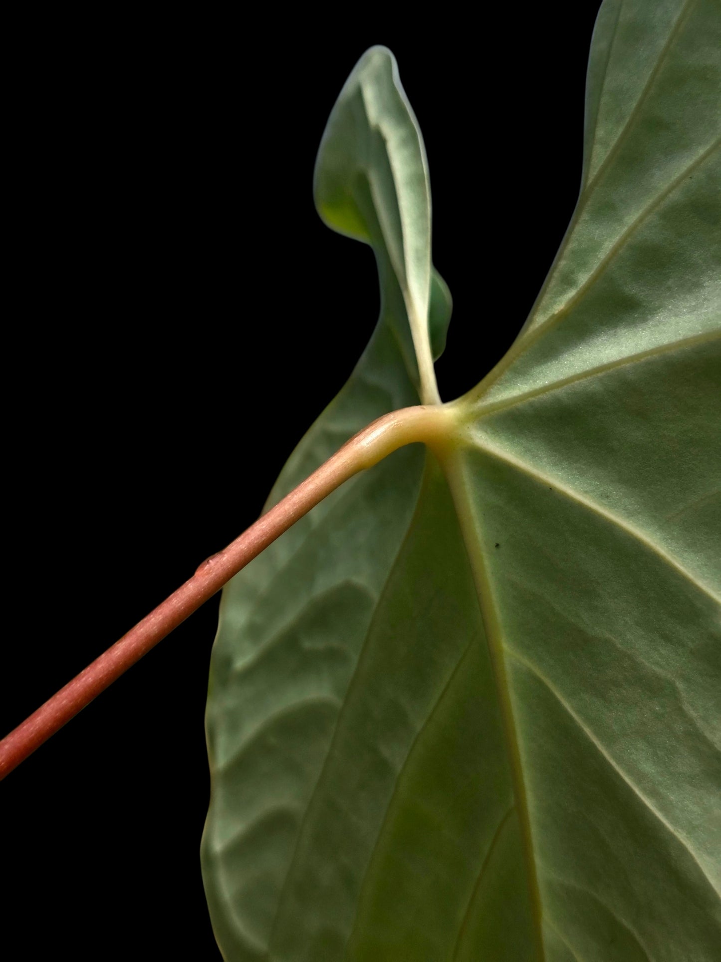 Anthurium sp. "Tarapoto Velvet" White Veins Special Phenotype (EXACT PLANT)