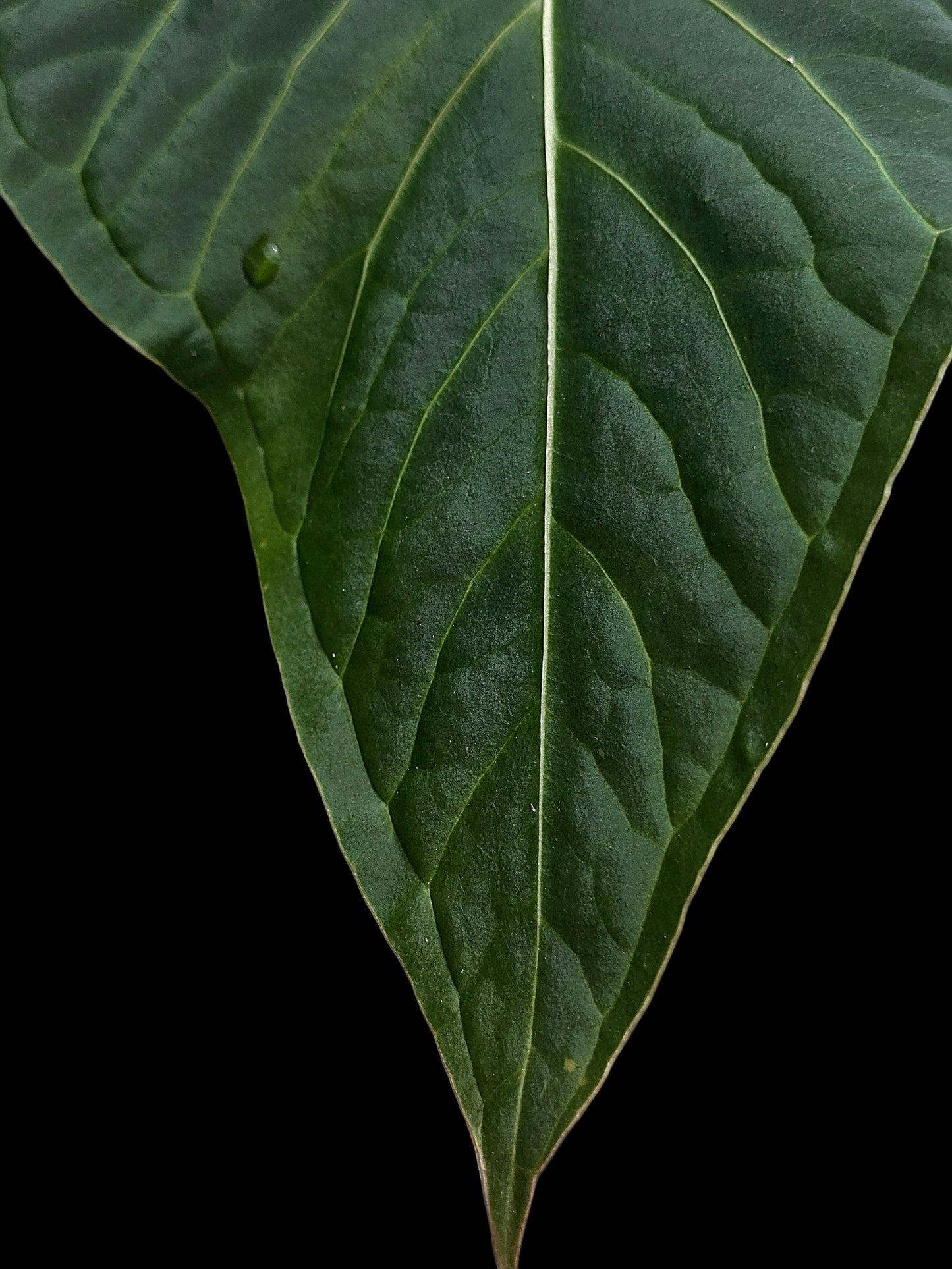 Anthurium sp. "Tarapoto Velvet" White Veins Special Phenotype (EXACT PLANT)
