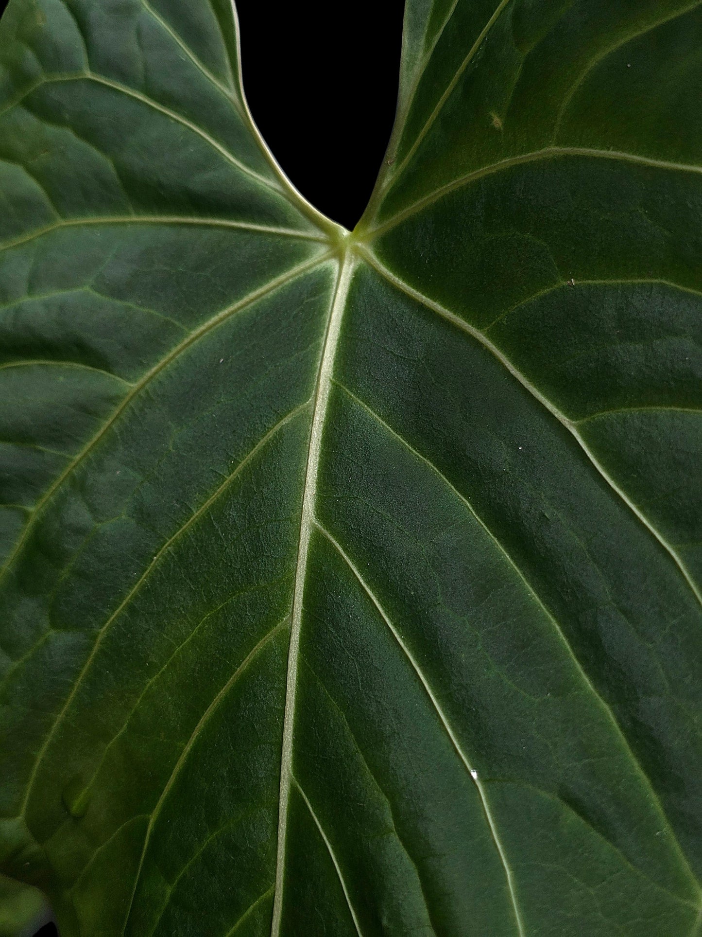 Anthurium sp. "Tarapoto Velvet" White Veins Special Phenotype (EXACT PLANT)