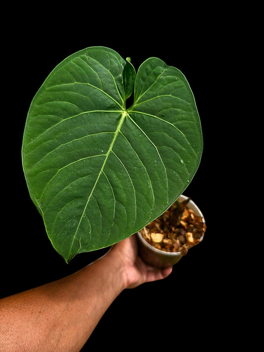 Anthurium sp. "Tarapoto Velvet" Round Form (EXACT PLANT)