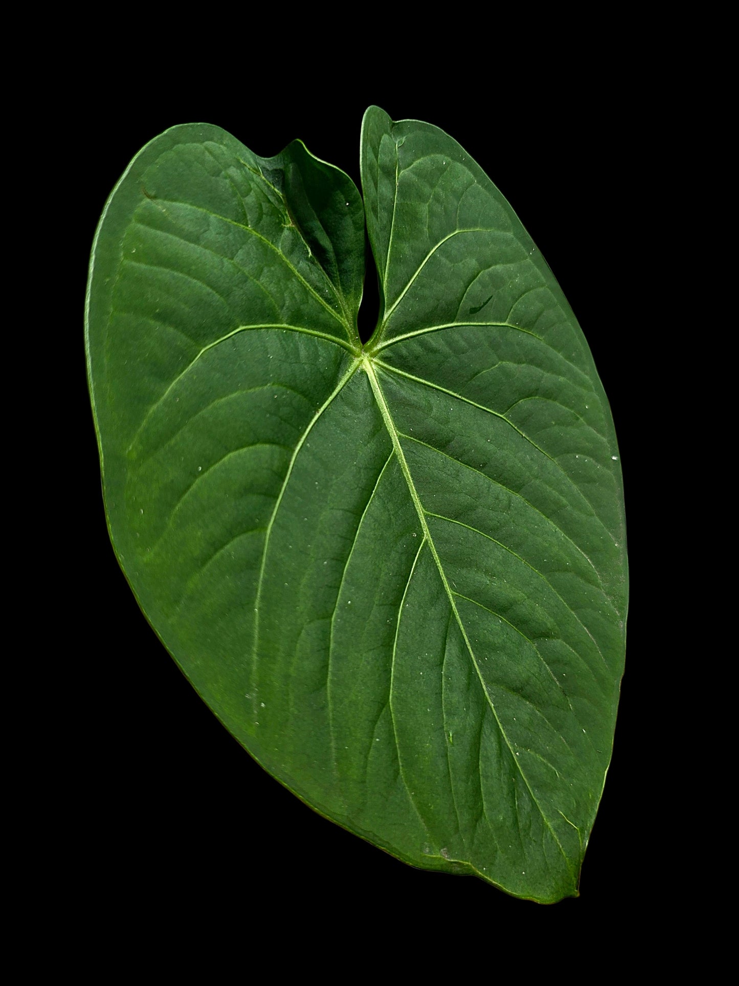 Anthurium sp. "Tarapoto Velvet" Round Form (EXACT PLANT)