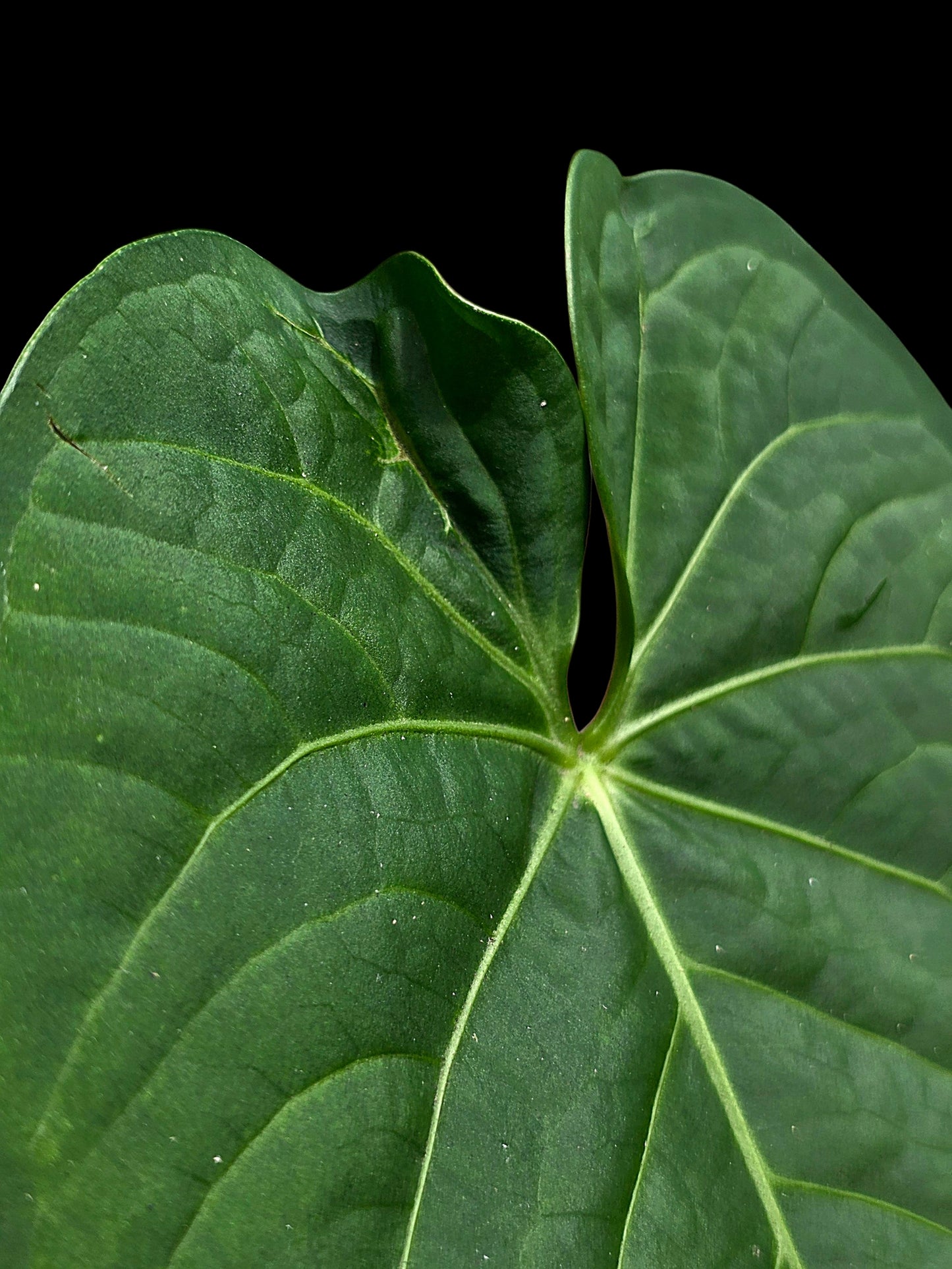 Anthurium sp. "Tarapoto Velvet" Round Form (EXACT PLANT)