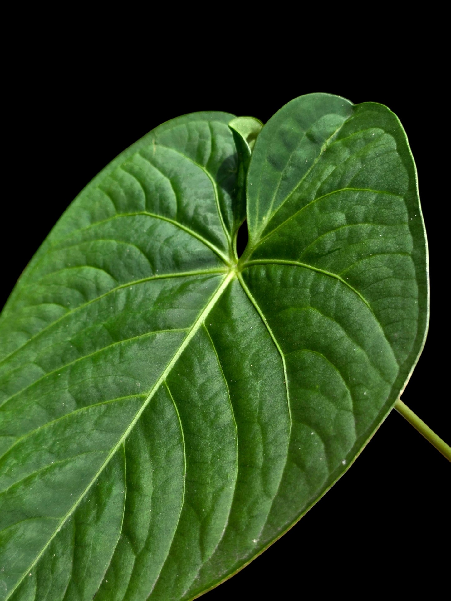Anthurium sp. "Tarapoto Velvet" Round Form (EXACT PLANT)