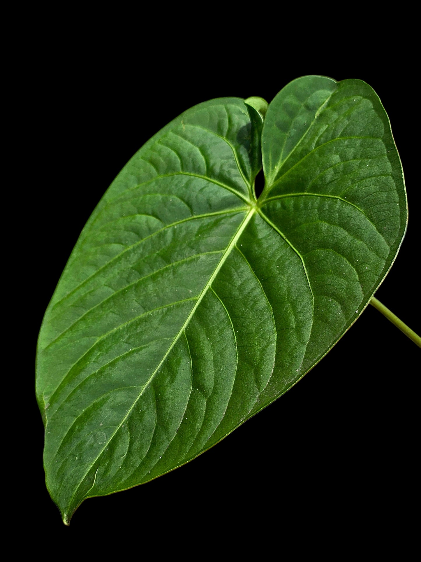 Anthurium sp. "Tarapoto Velvet" Round Form (EXACT PLANT)