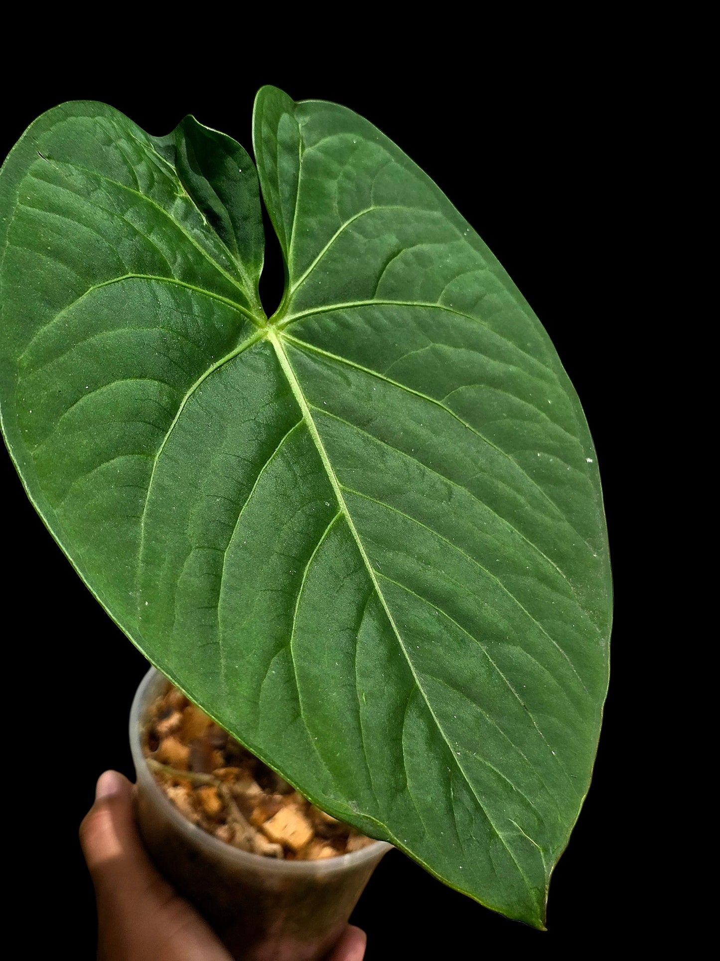 Anthurium sp. "Tarapoto Velvet" Round Form (EXACT PLANT)