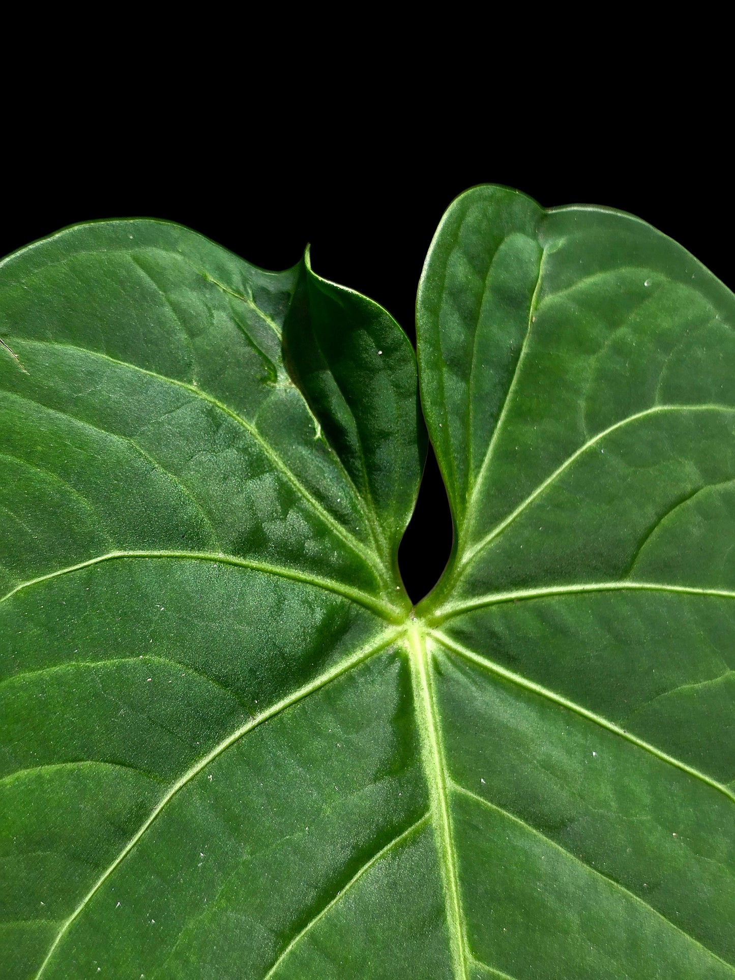 Anthurium sp. "Tarapoto Velvet" Round Form (EXACT PLANT)