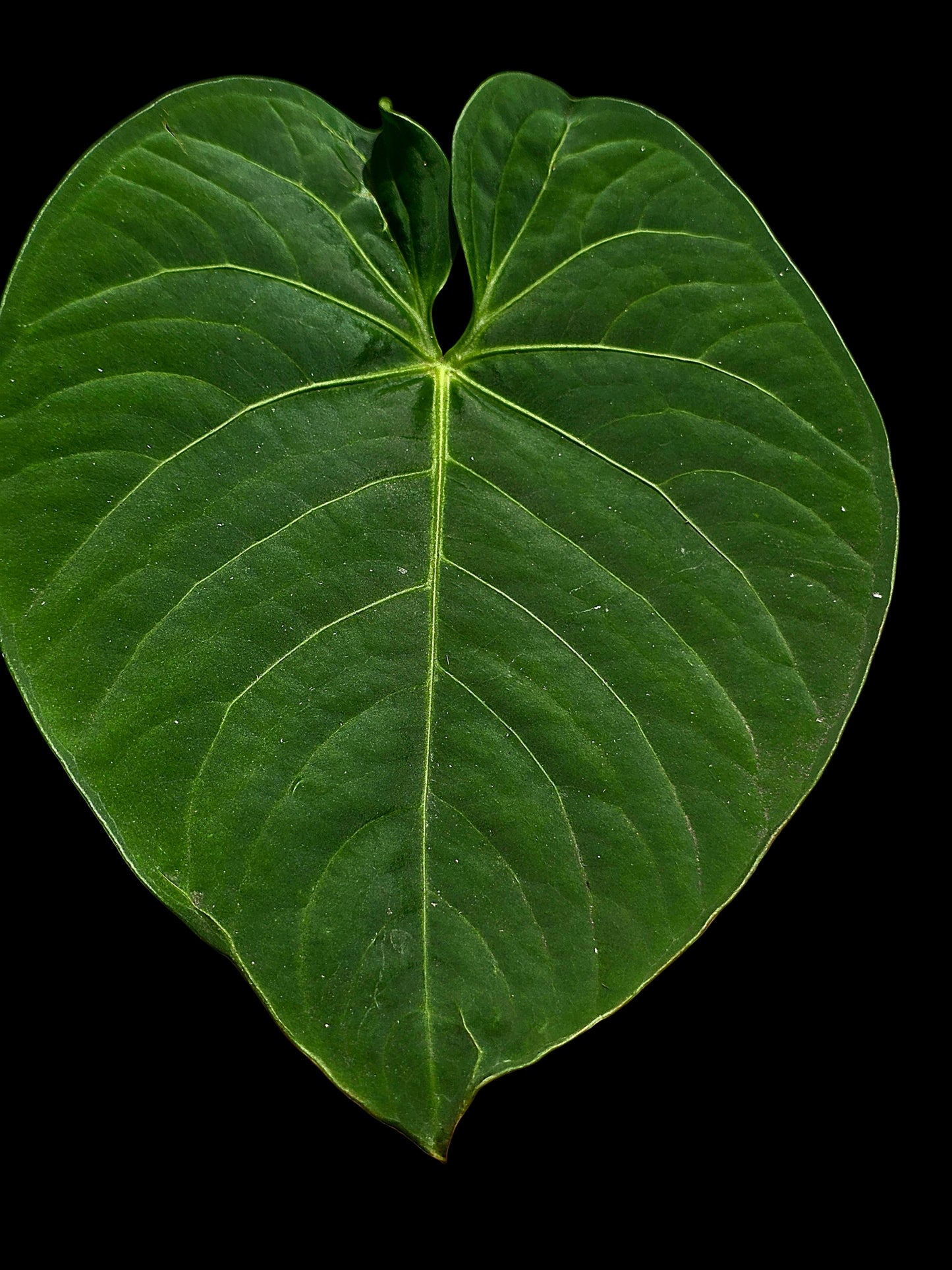 Anthurium sp. "Tarapoto Velvet" Round Form (EXACT PLANT)