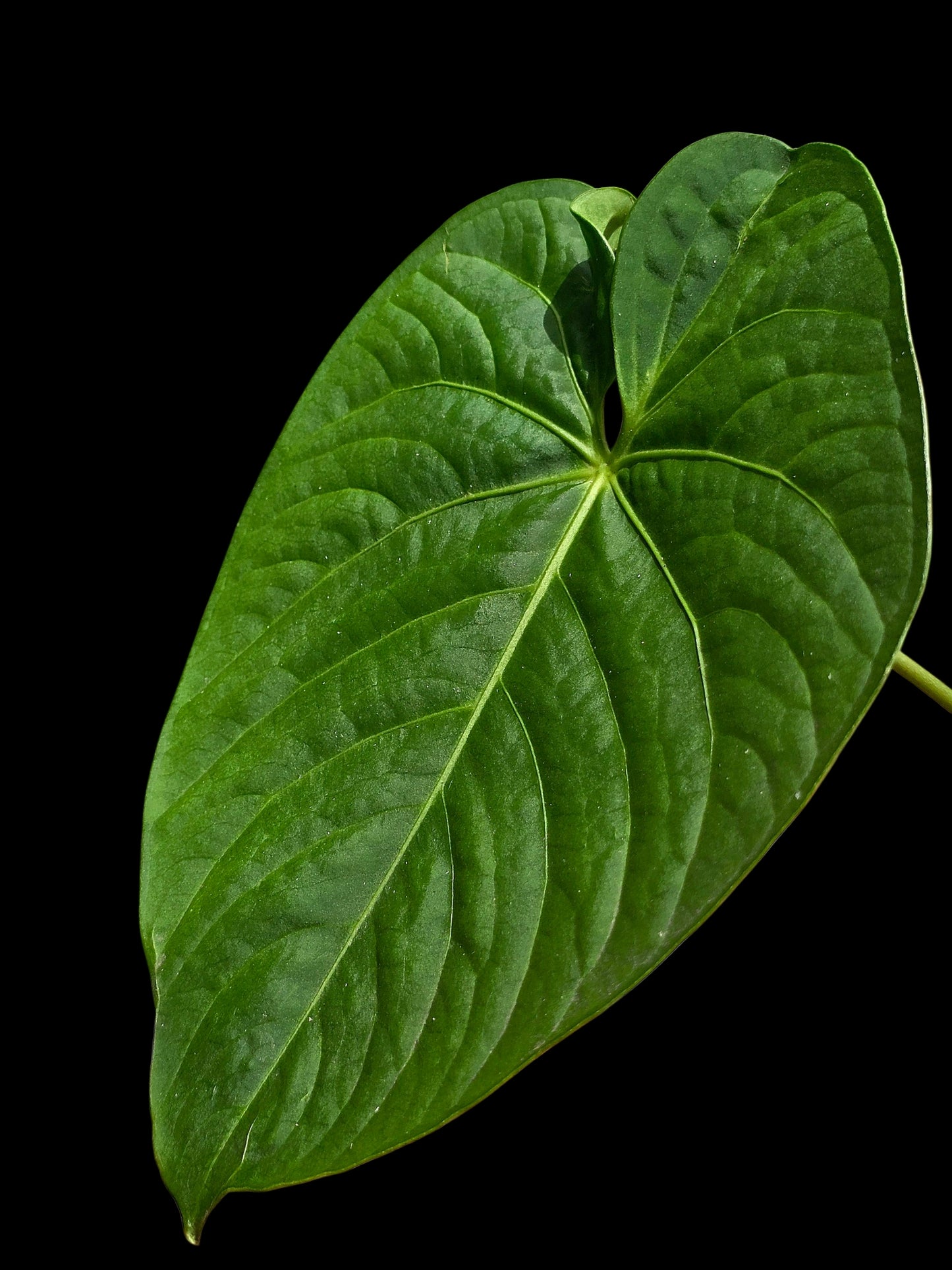 Anthurium sp. "Tarapoto Velvet" Round Form (EXACT PLANT)