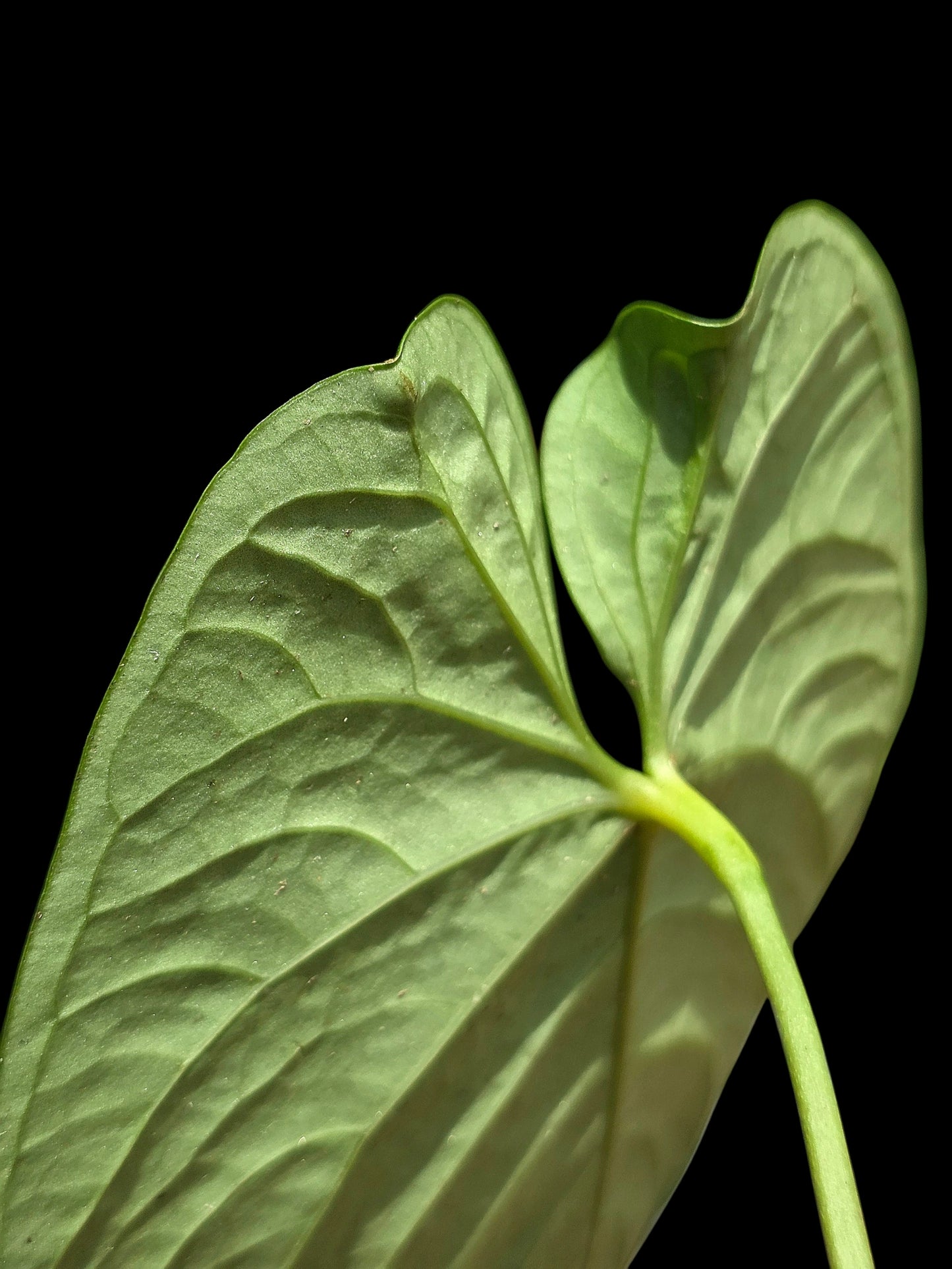 Anthurium sp. "Tarapoto Velvet" Round Form (EXACT PLANT)