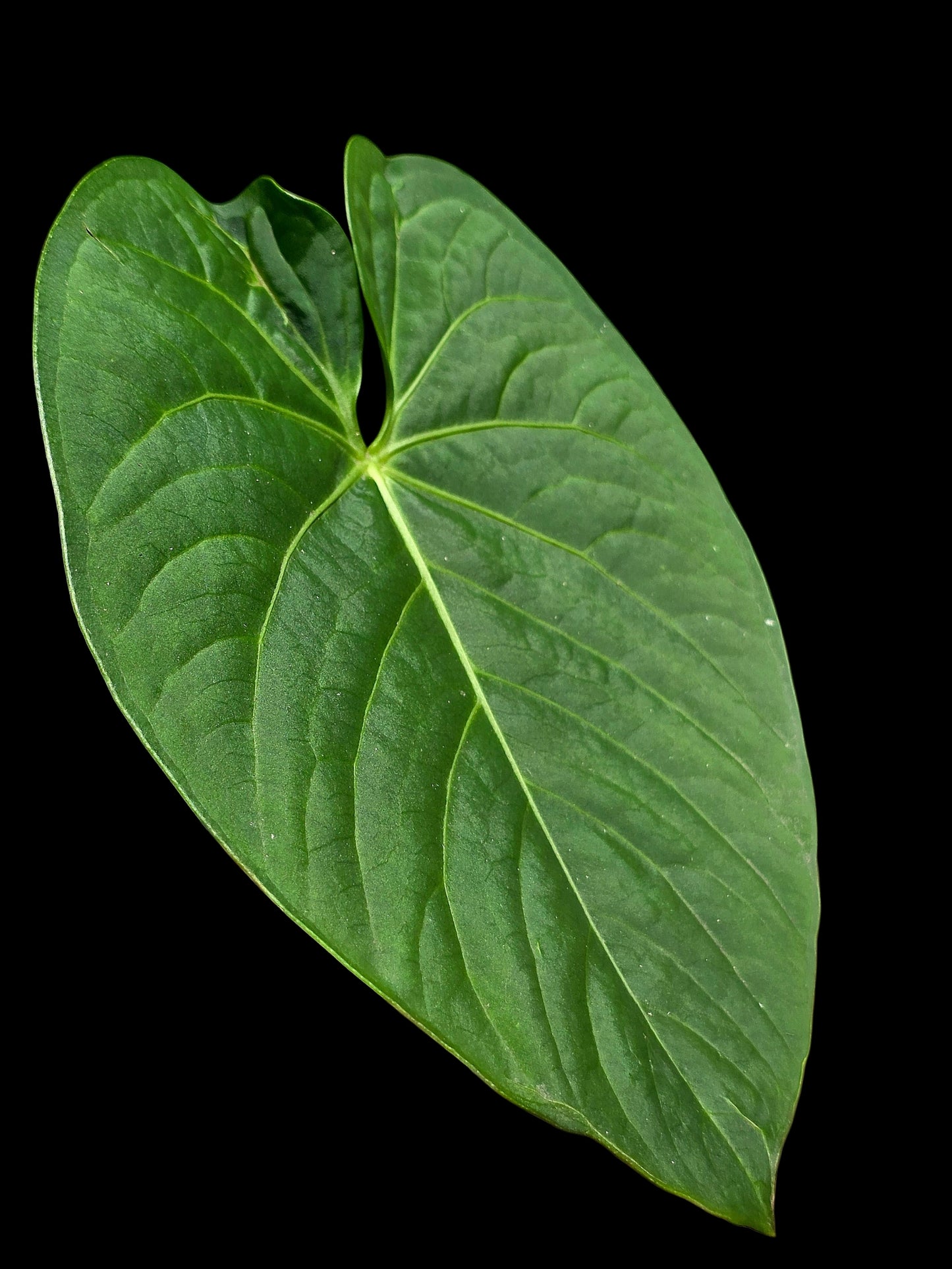 Anthurium sp. "Tarapoto Velvet" Round Form (EXACT PLANT)