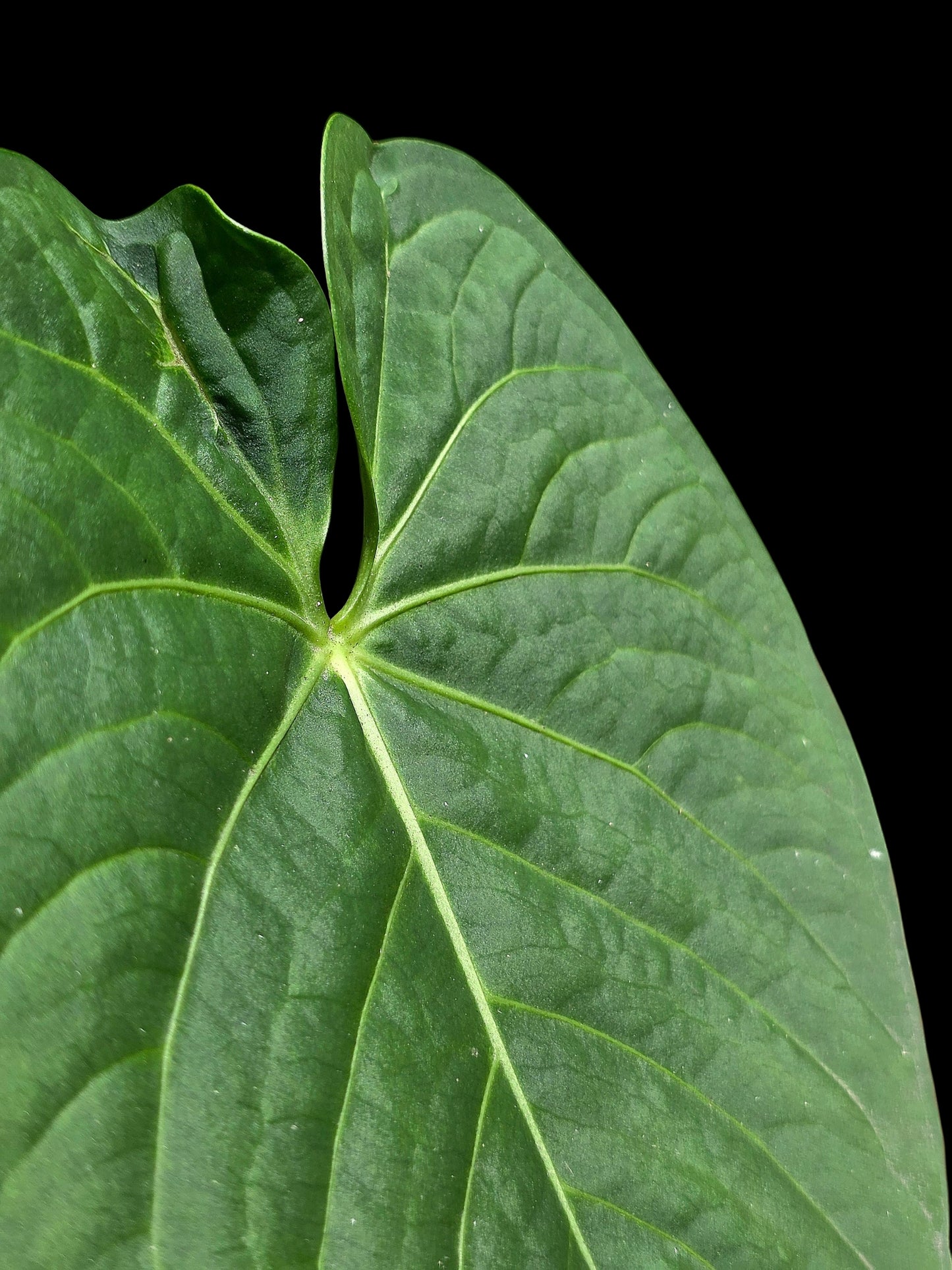Anthurium sp. "Tarapoto Velvet" Round Form (EXACT PLANT)