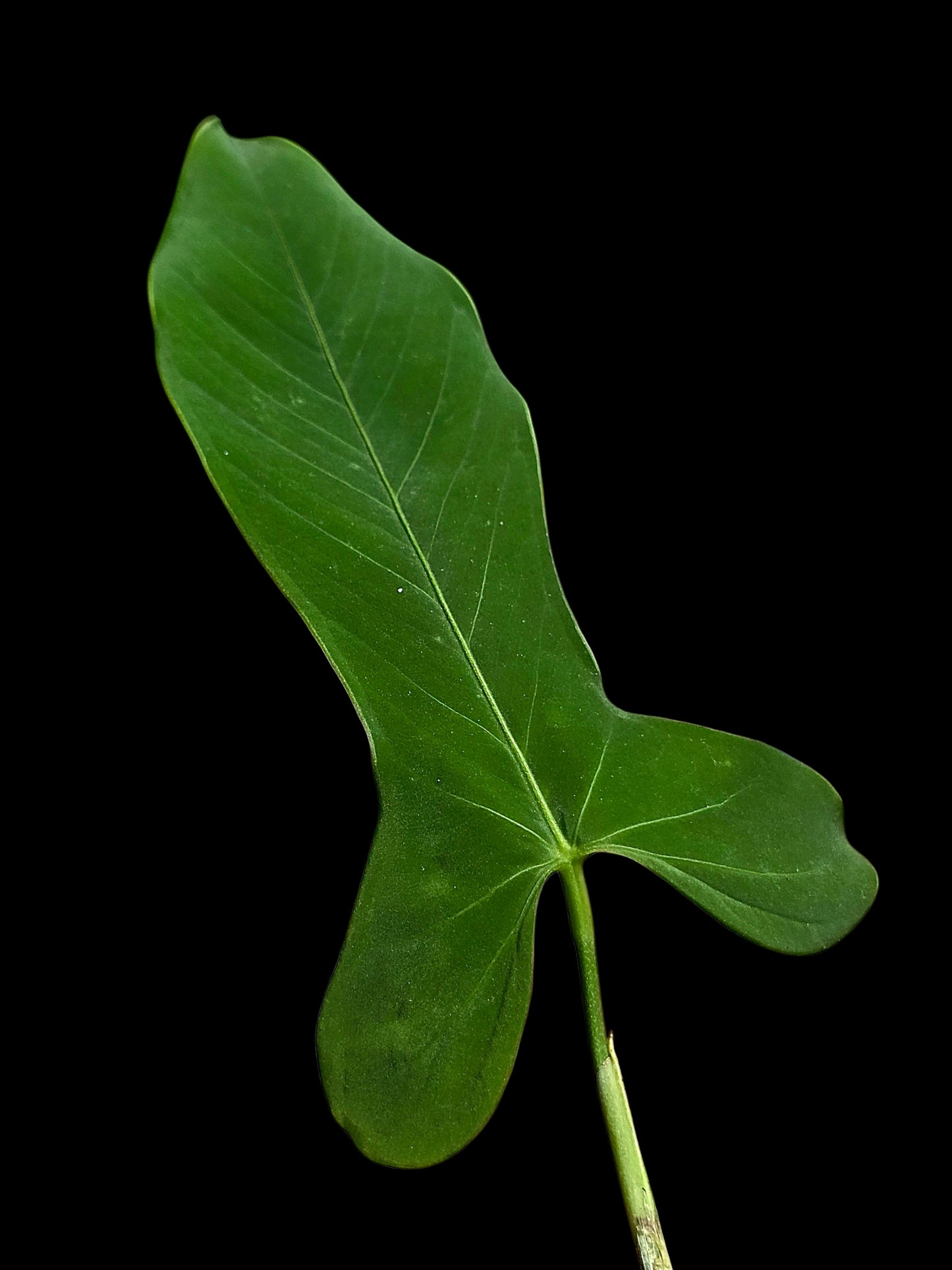 Anthurium sp. ‘Tingomarianense Velvet Lobed’ (EXACT PLANT)