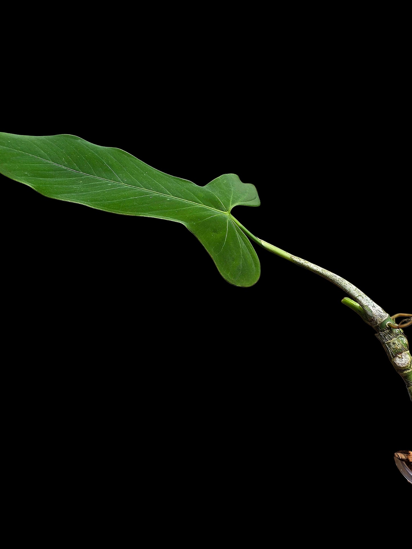 Anthurium sp. ‘Tingomarianense Velvet Lobed’ (EXACT PLANT)