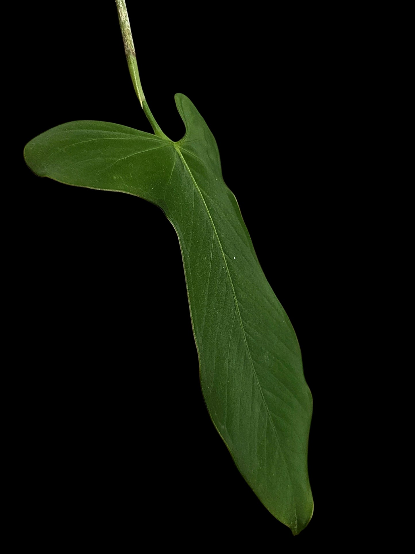 Anthurium sp. ‘Tingomarianense Velvet Lobed’ (EXACT PLANT)