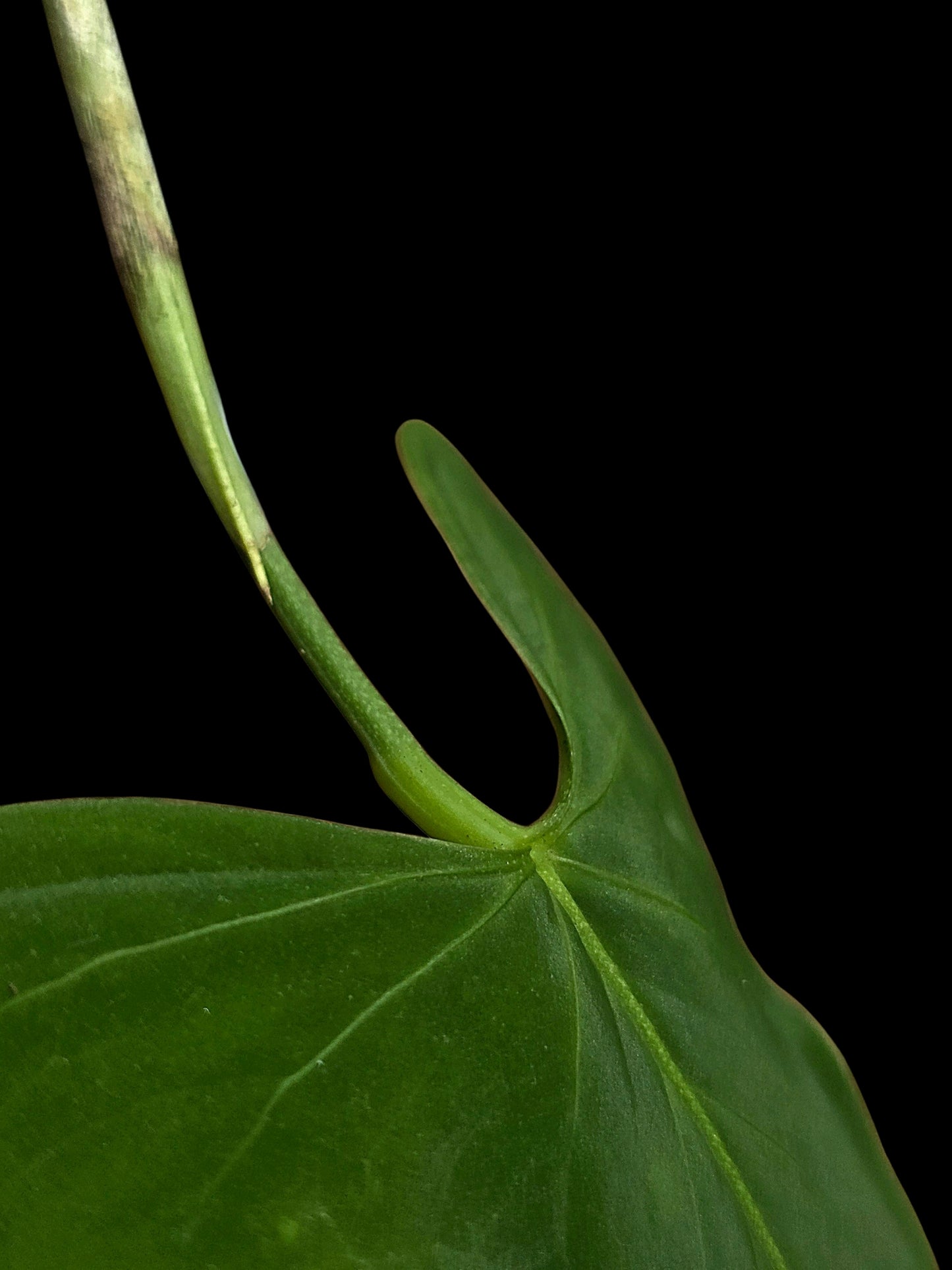 Anthurium sp. ‘Tingomarianense Velvet Lobed’ (EXACT PLANT)