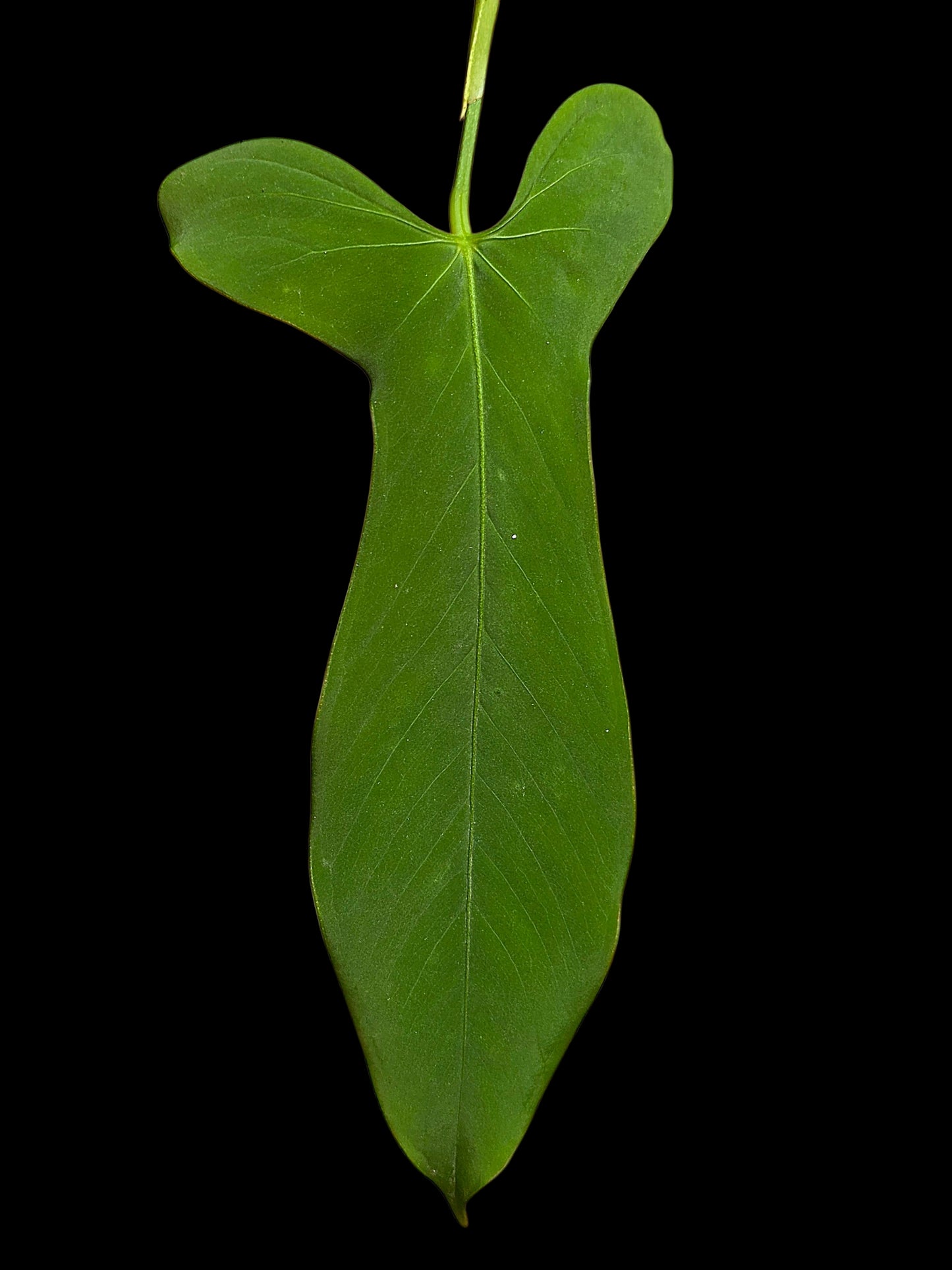 Anthurium sp. ‘Tingomarianense Velvet Lobed’ (EXACT PLANT)