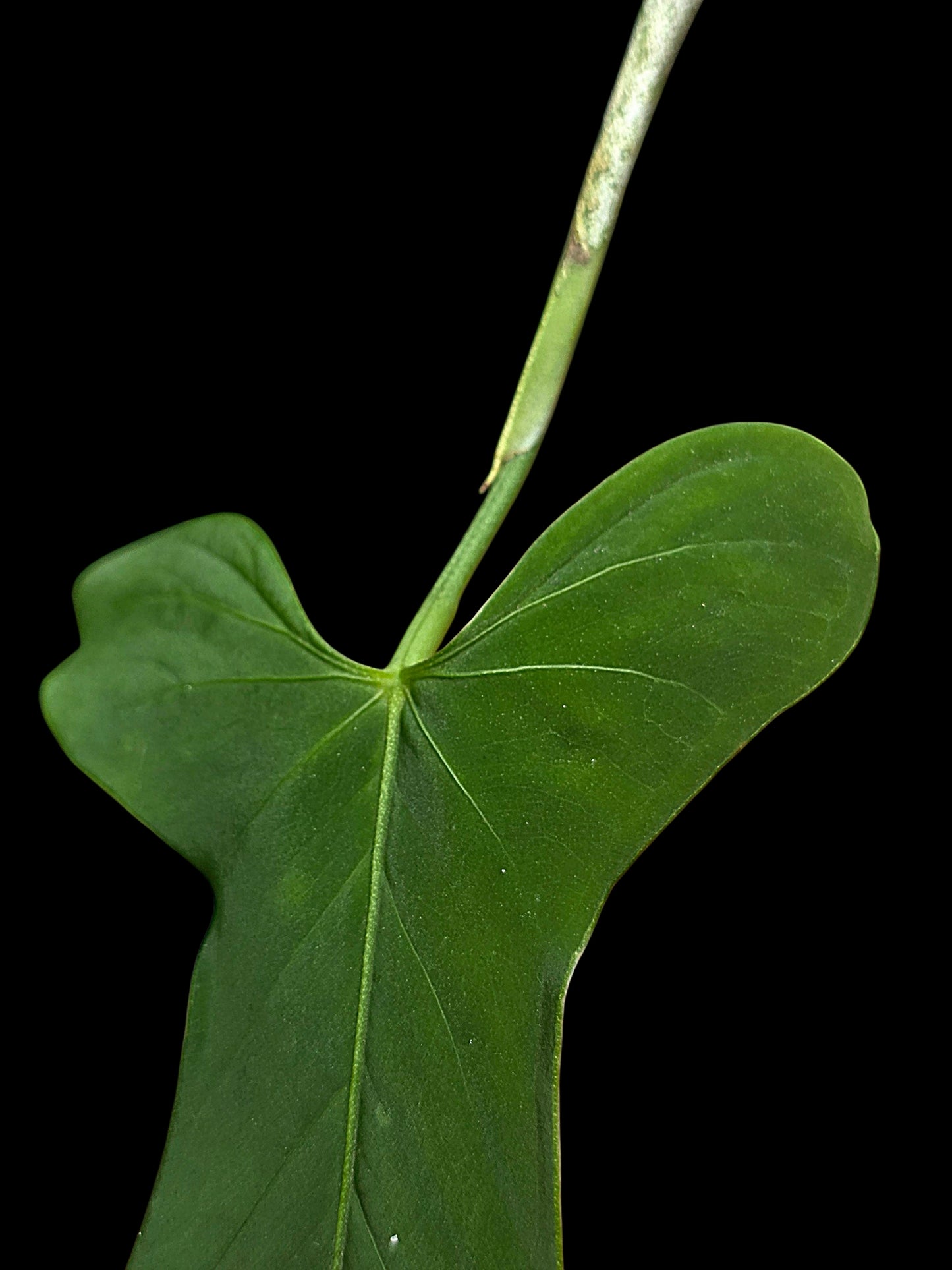 Anthurium sp. ‘Tingomarianense Velvet Lobed’ (EXACT PLANT)