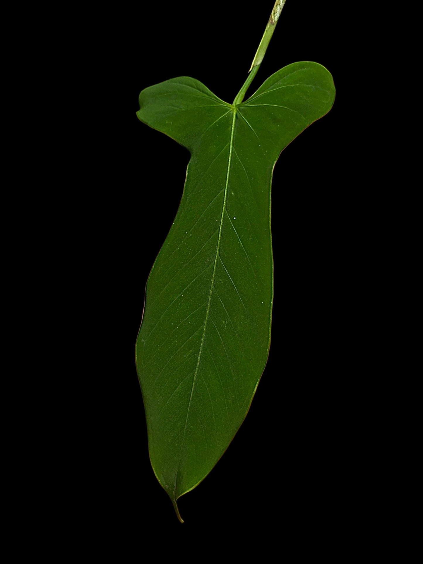Anthurium sp. ‘Tingomarianense Velvet Lobed’ (EXACT PLANT)