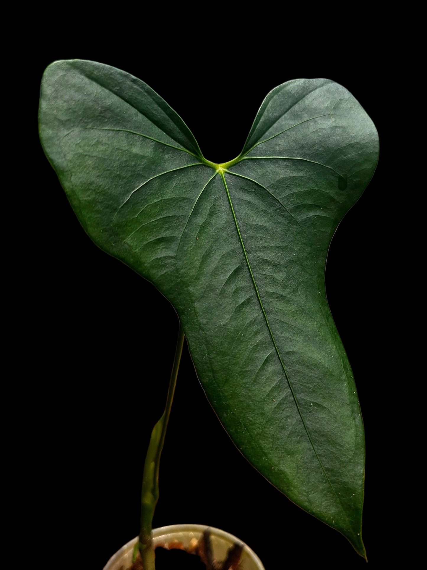 Anthurium sp. 'Selva Negra' Wild Ecotype (EXACT PLANT)