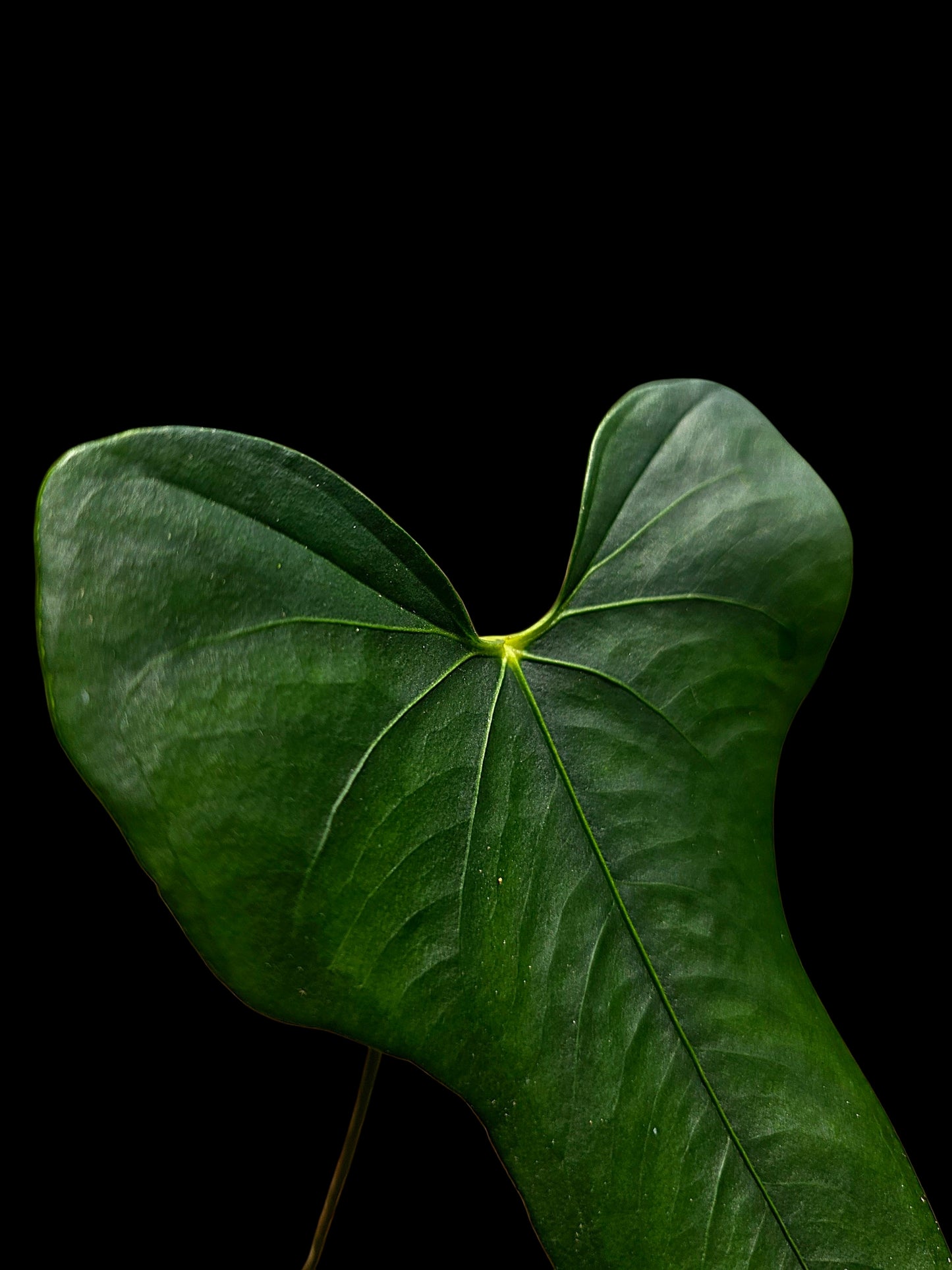 Anthurium sp. 'Selva Negra' Wild Ecotype (EXACT PLANT)