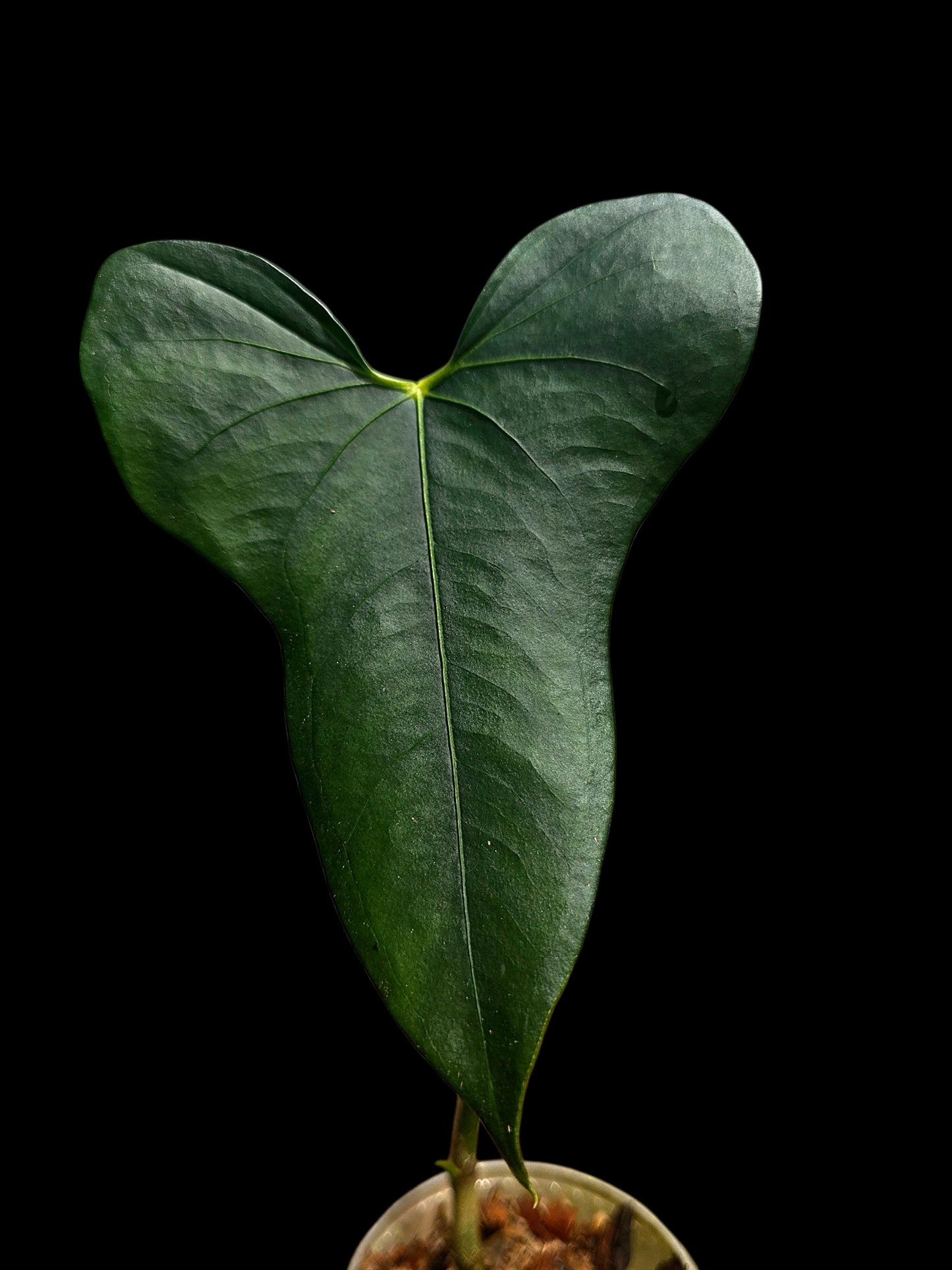 Anthurium sp. 'Selva Negra' Wild Ecotype (EXACT PLANT)