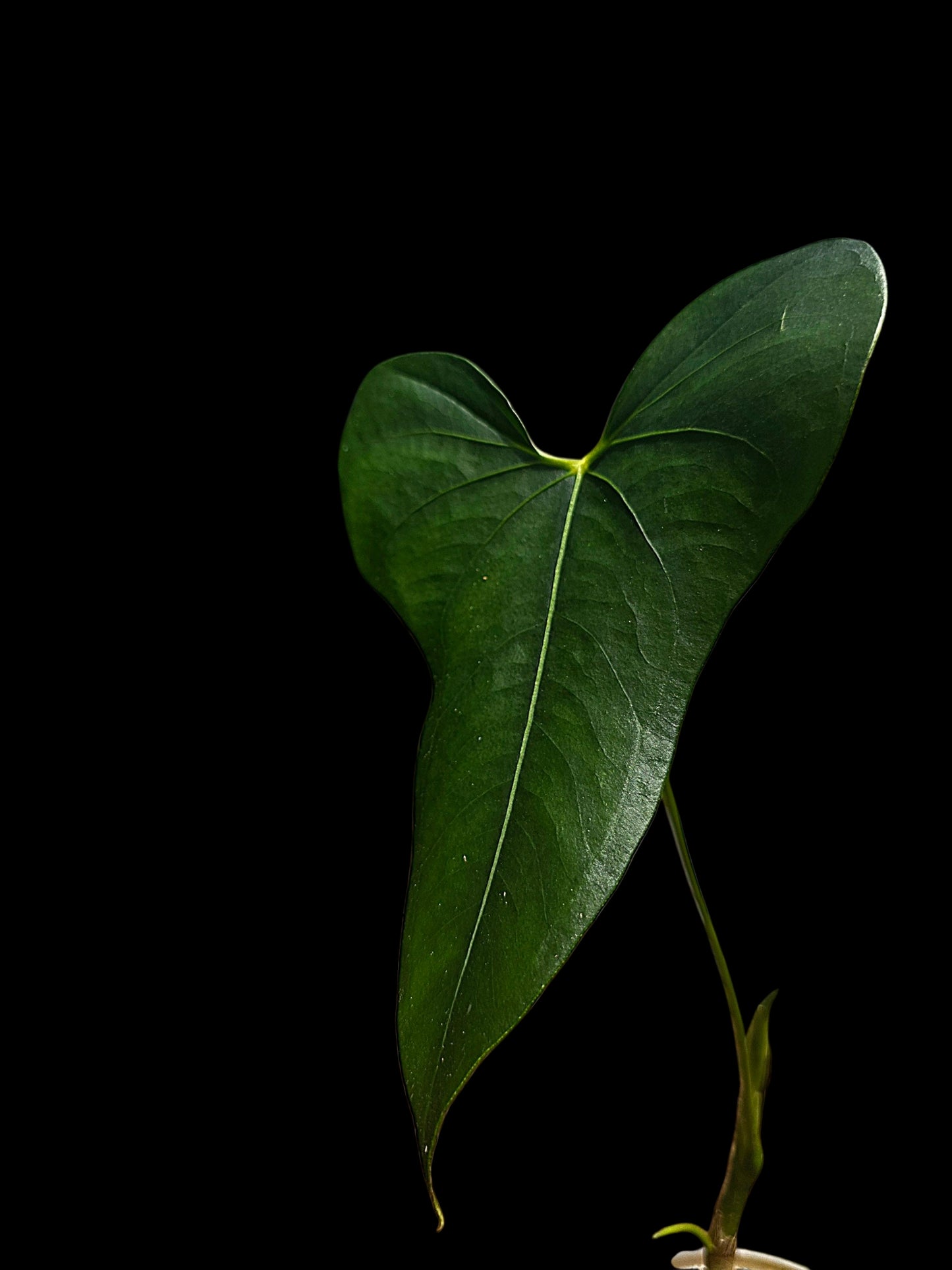 Anthurium sp. 'Selva Negra' Wild Ecotype (EXACT PLANT)