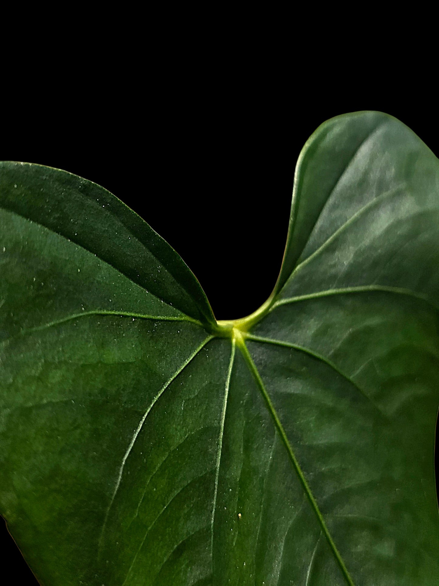 Anthurium sp. 'Selva Negra' Wild Ecotype (EXACT PLANT)