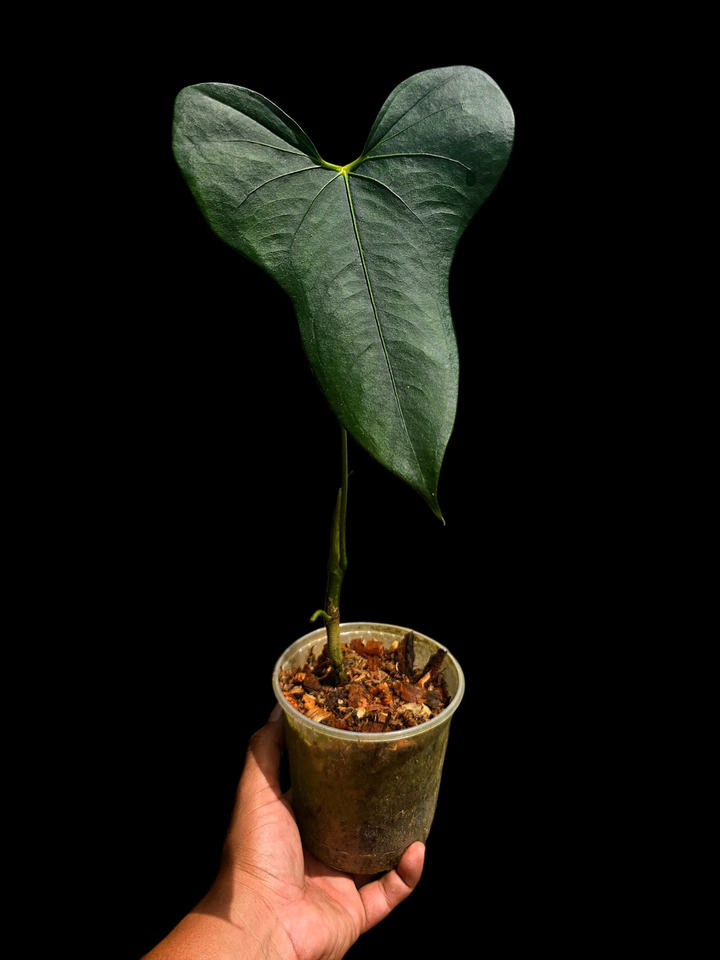 Anthurium sp. 'Selva Negra' Wild Ecotype (EXACT PLANT)