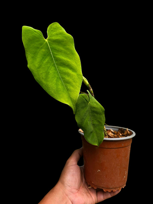 Anthurium sp. 'Aguaytiense' Velvety with 2 Leaves (EXACT PLANT)