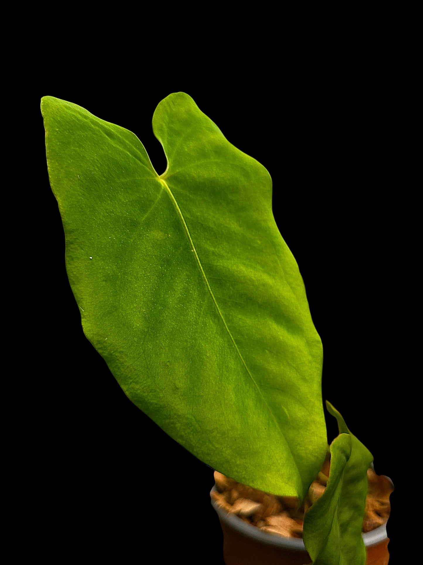Anthurium sp. 'Aguaytiense' Velvety with 2 Leaves (EXACT PLANT)