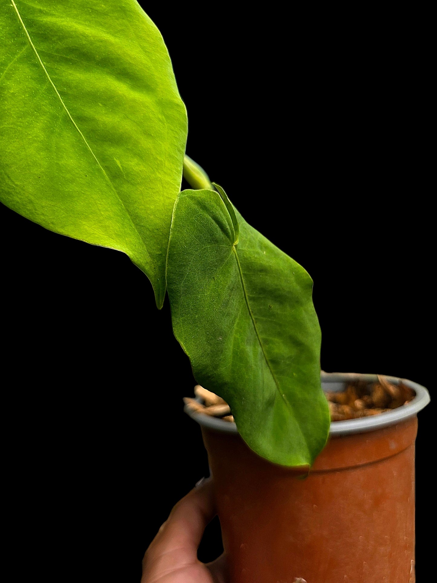 Anthurium sp. 'Aguaytiense' Velvety with 2 Leaves (EXACT PLANT)