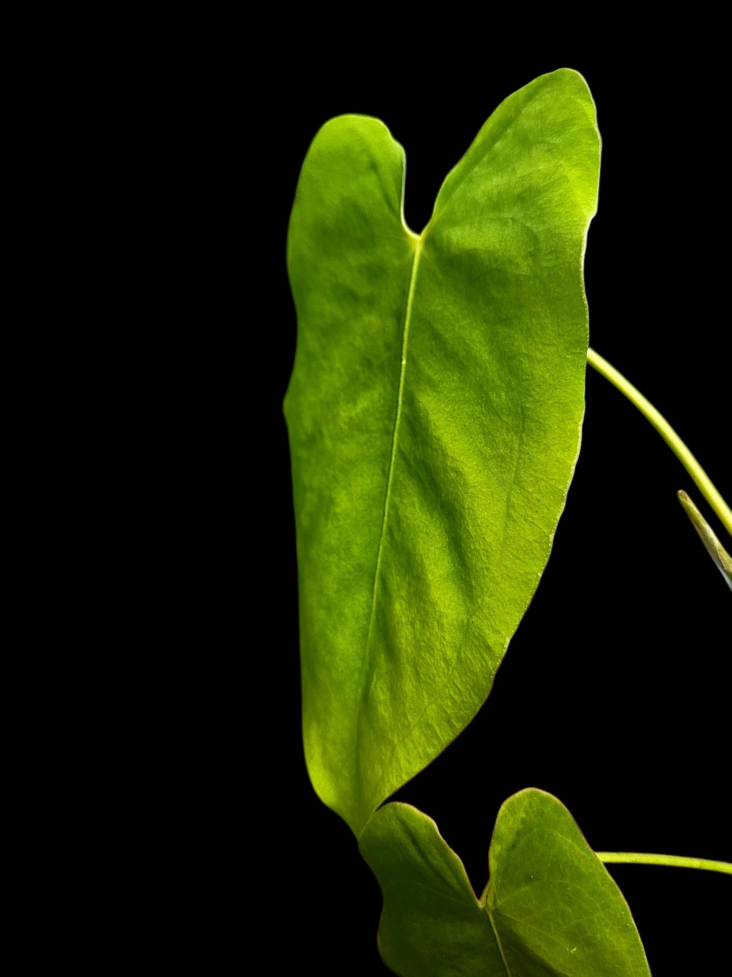Anthurium sp. 'Aguaytiense' Velvety with 2 Leaves (EXACT PLANT)