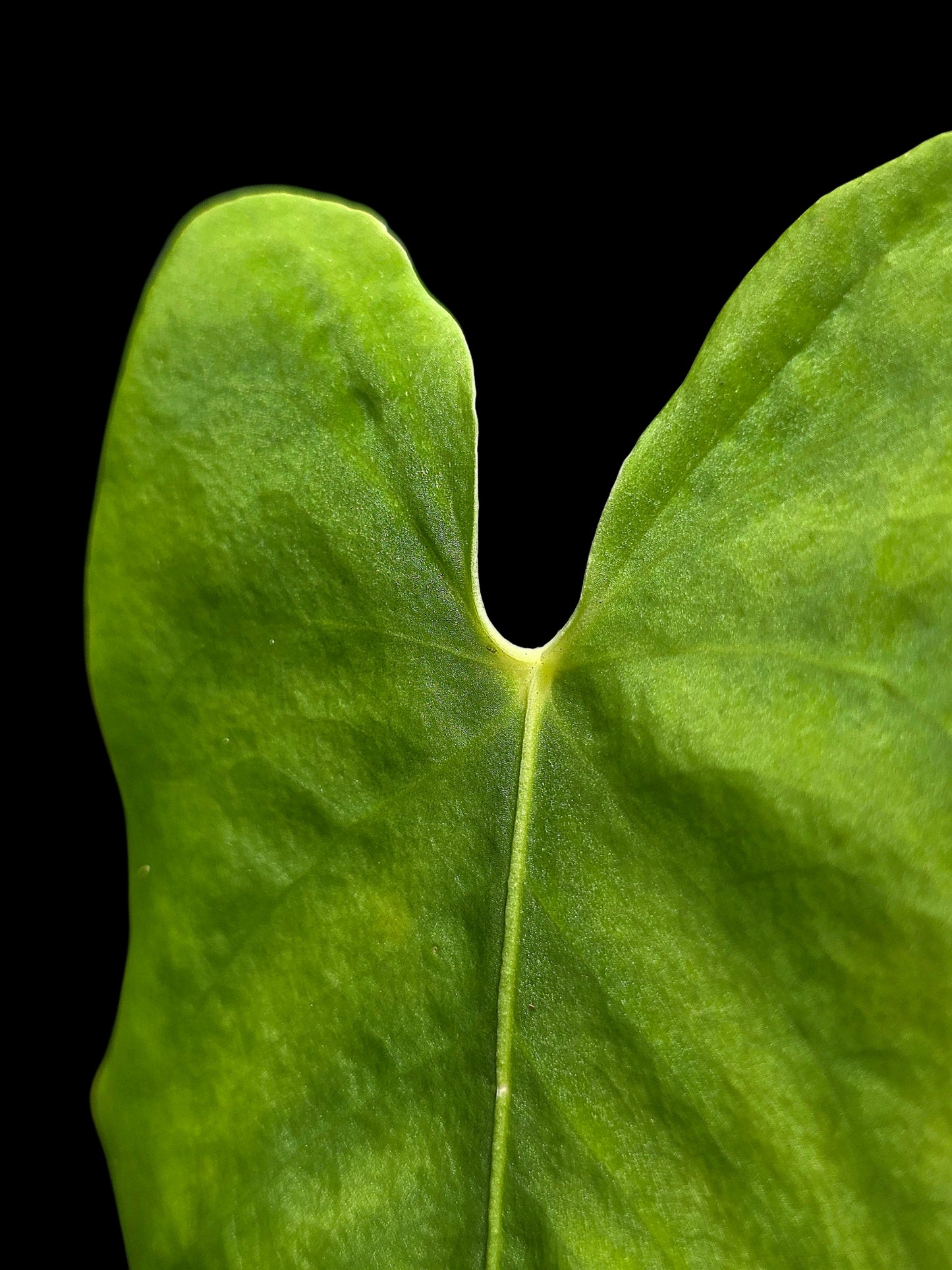 Anthurium sp. 'Aguaytiense' Velvety with 2 Leaves (EXACT PLANT)