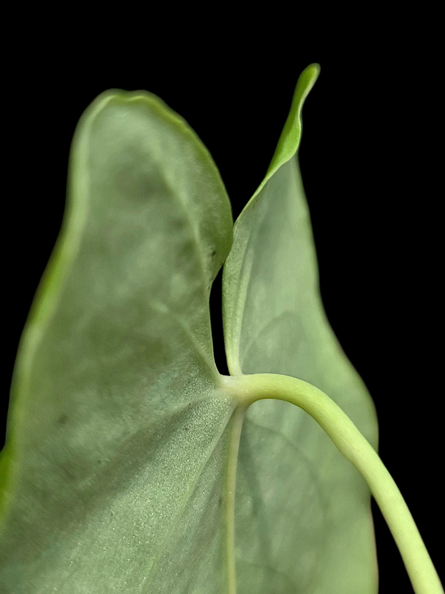 Anthurium sp. 'Aguaytiense' Velvety with 2 Leaves (EXACT PLANT)