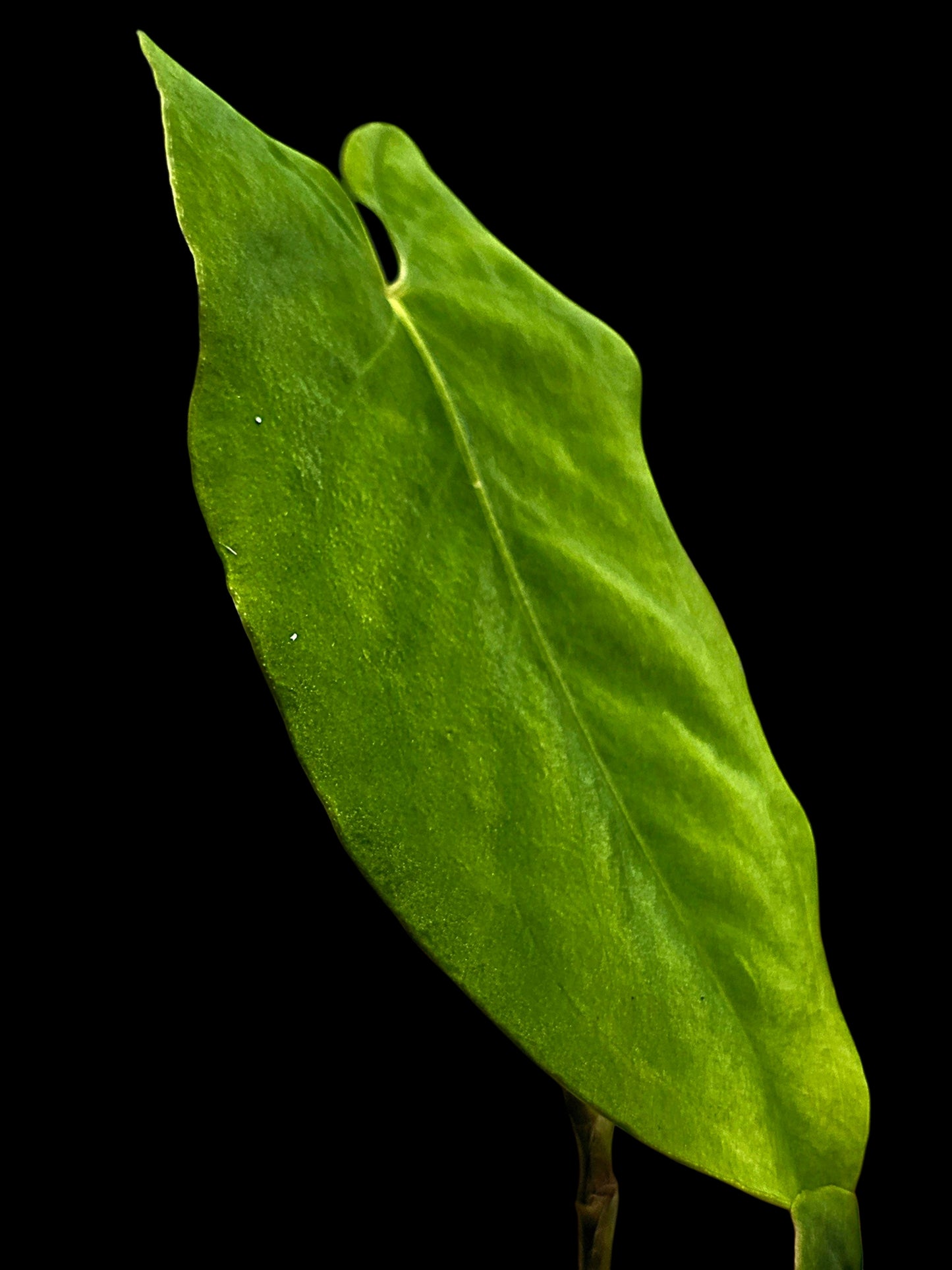 Anthurium sp. 'Aguaytiense' Velvety with 2 Leaves (EXACT PLANT)