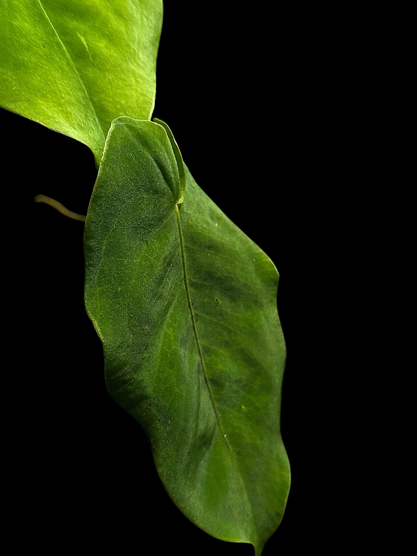 Anthurium sp. 'Aguaytiense' Velvety with 2 Leaves (EXACT PLANT)