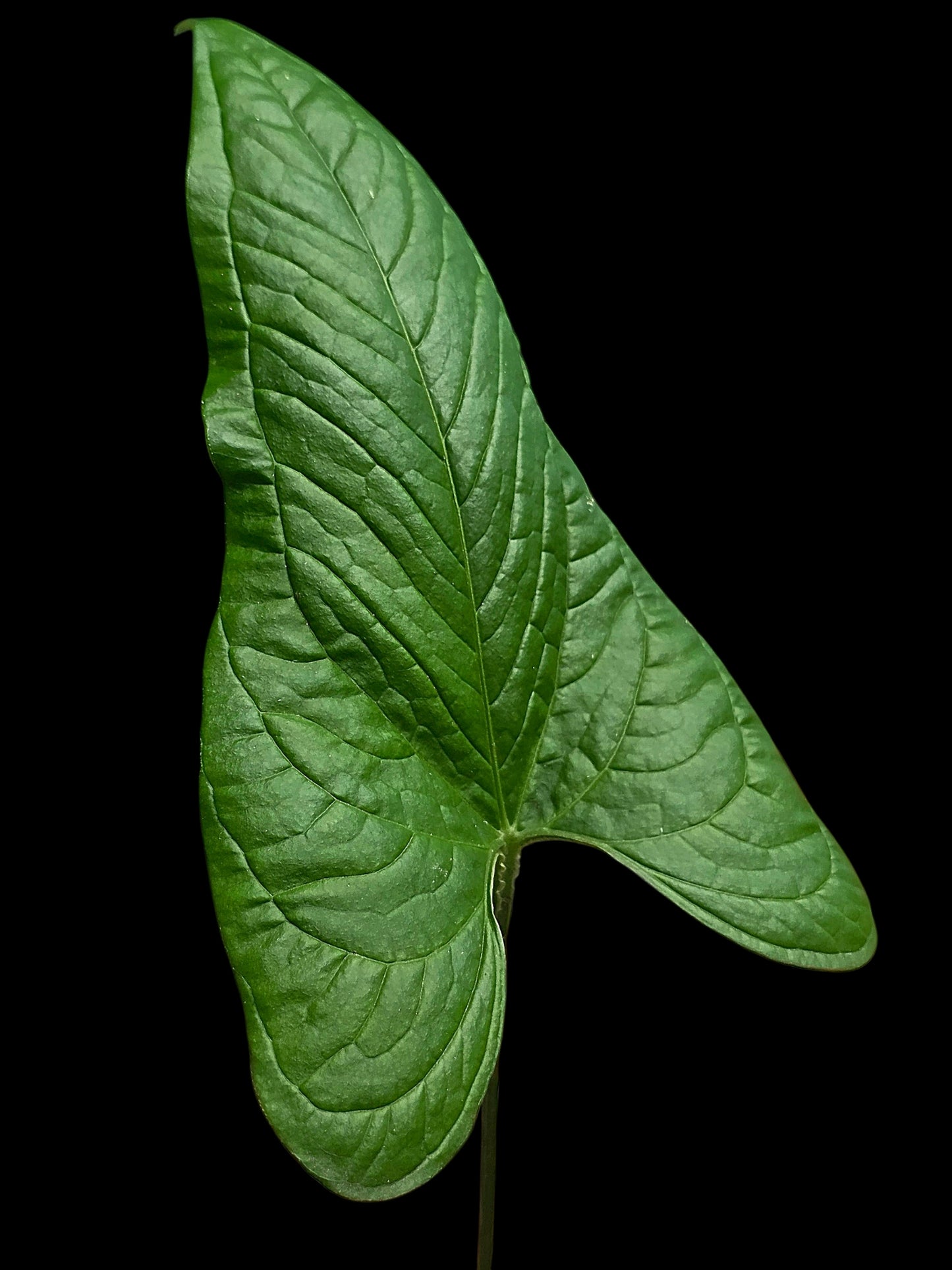 Anthurium sp. 'El Oriente Bullate' Wild Ecotype (EXACT PLANT)